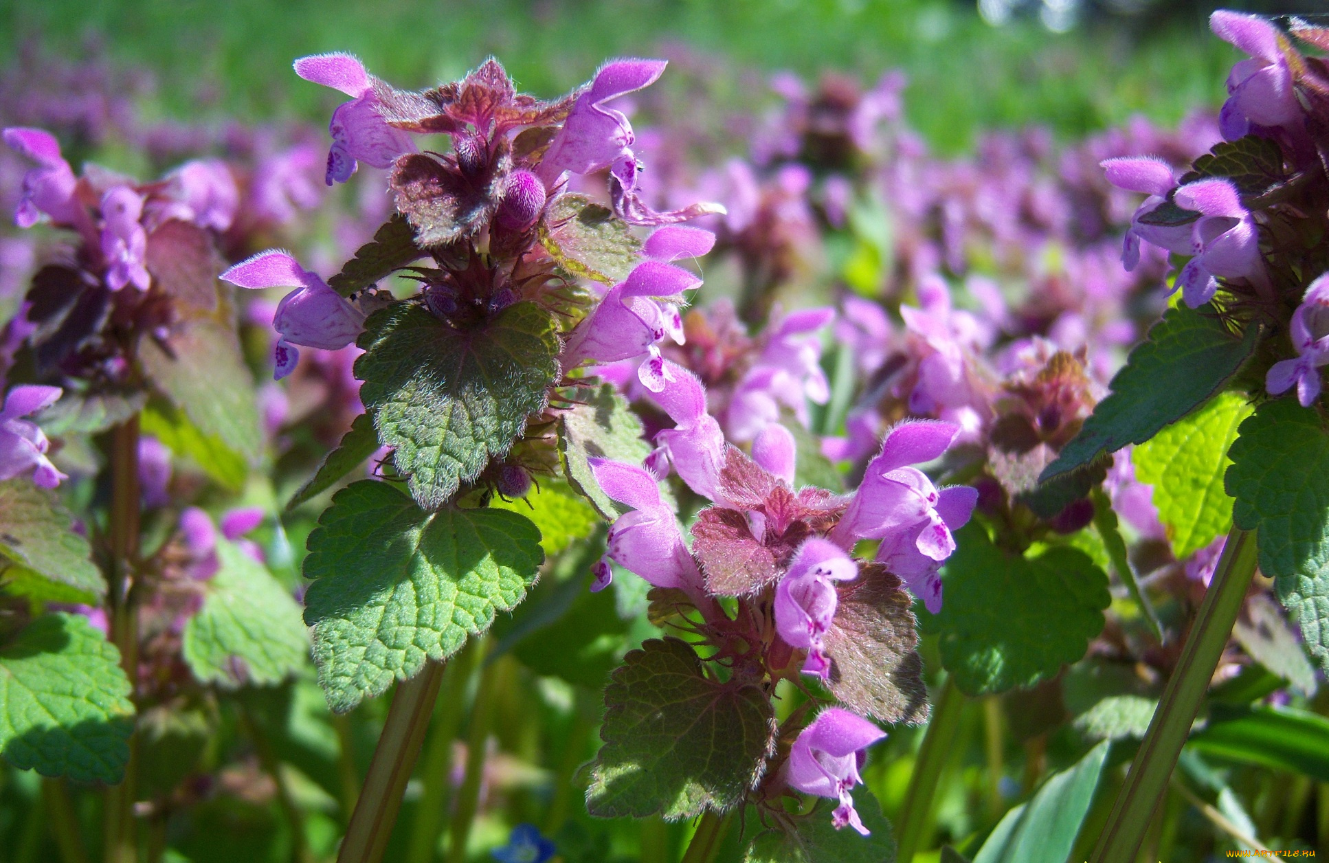 цветы, луговые, полевые, сиреневые