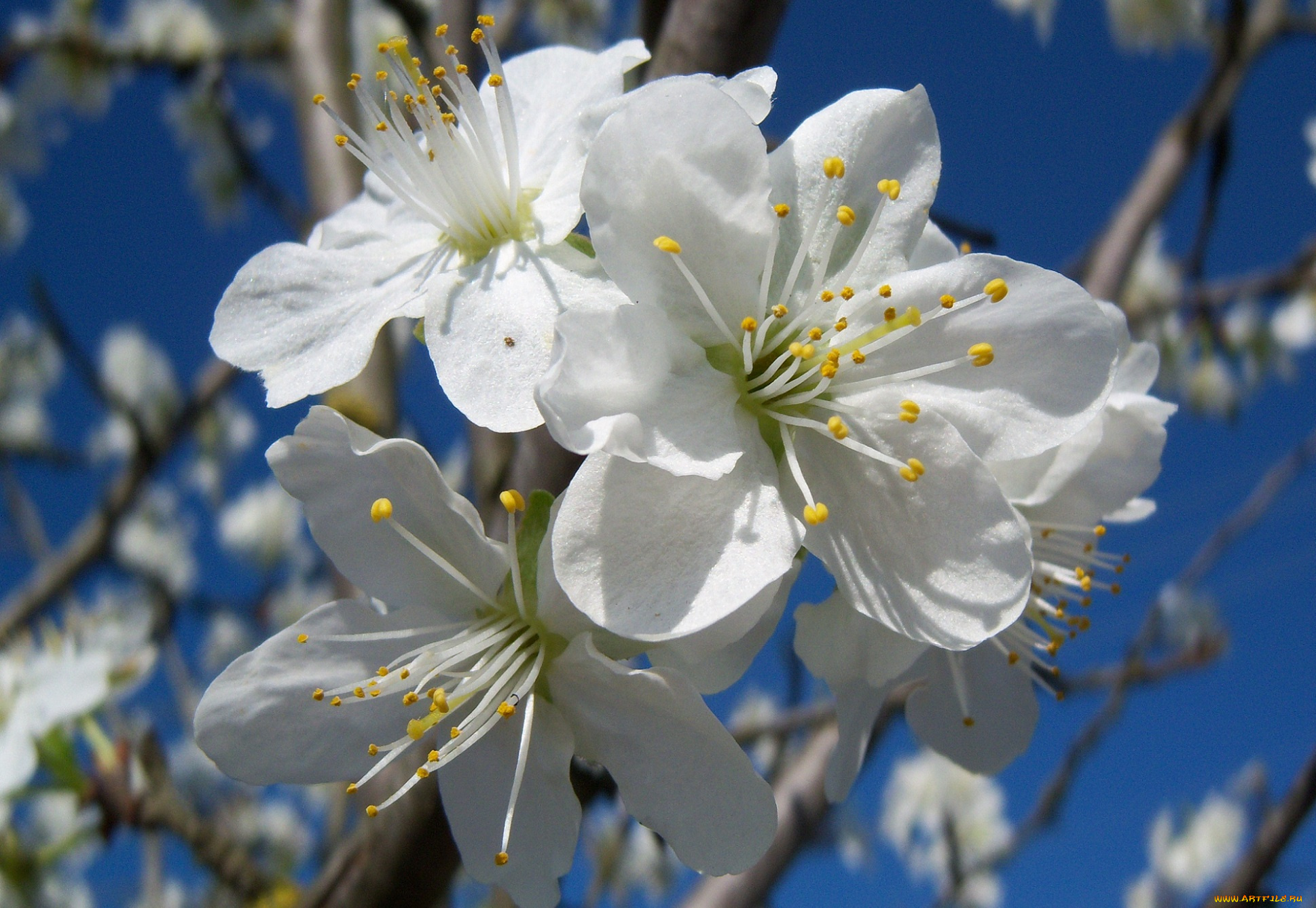 цветы, цветущие, деревья, кустарники, слива