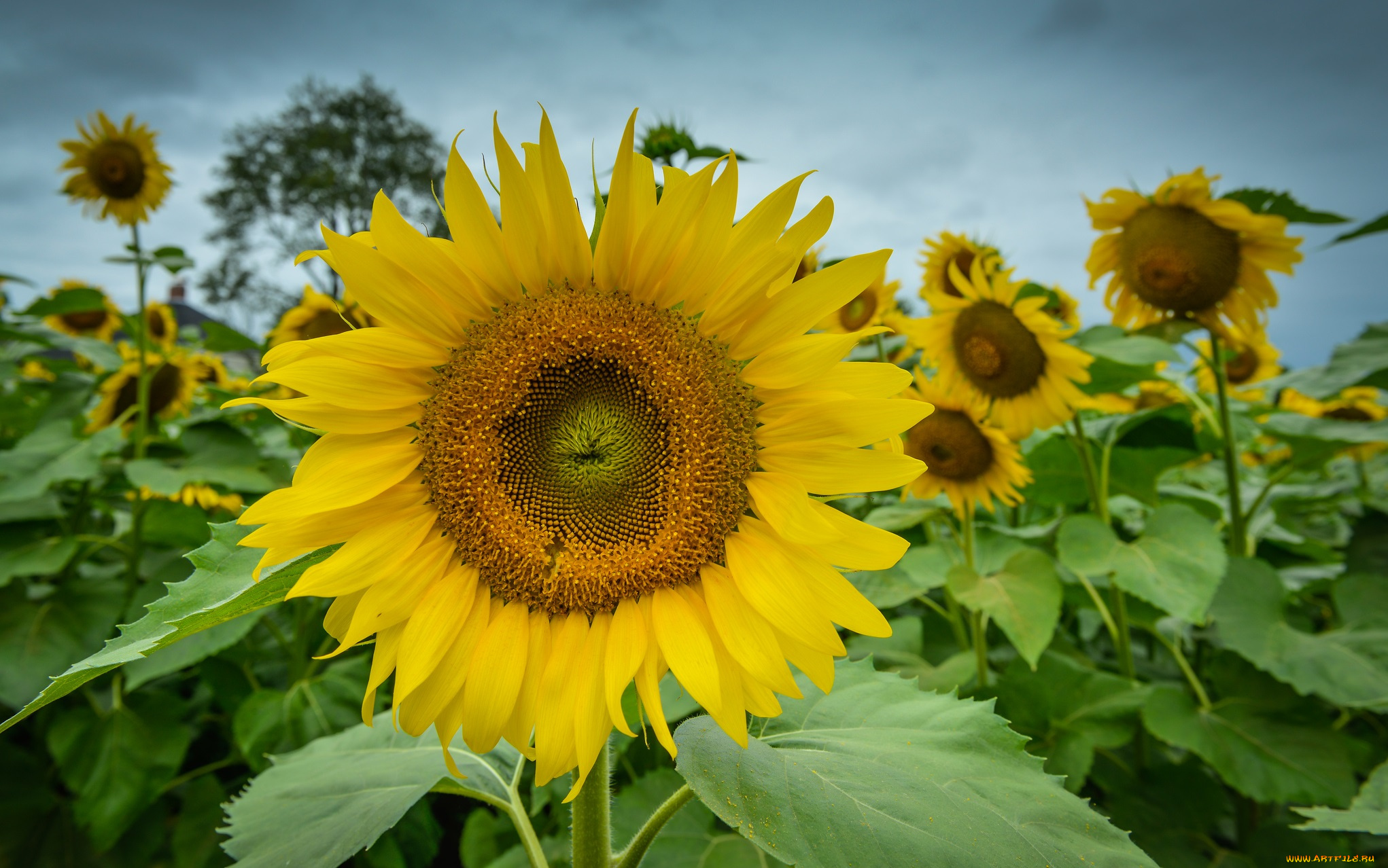 цветы, подсолнухи, поле