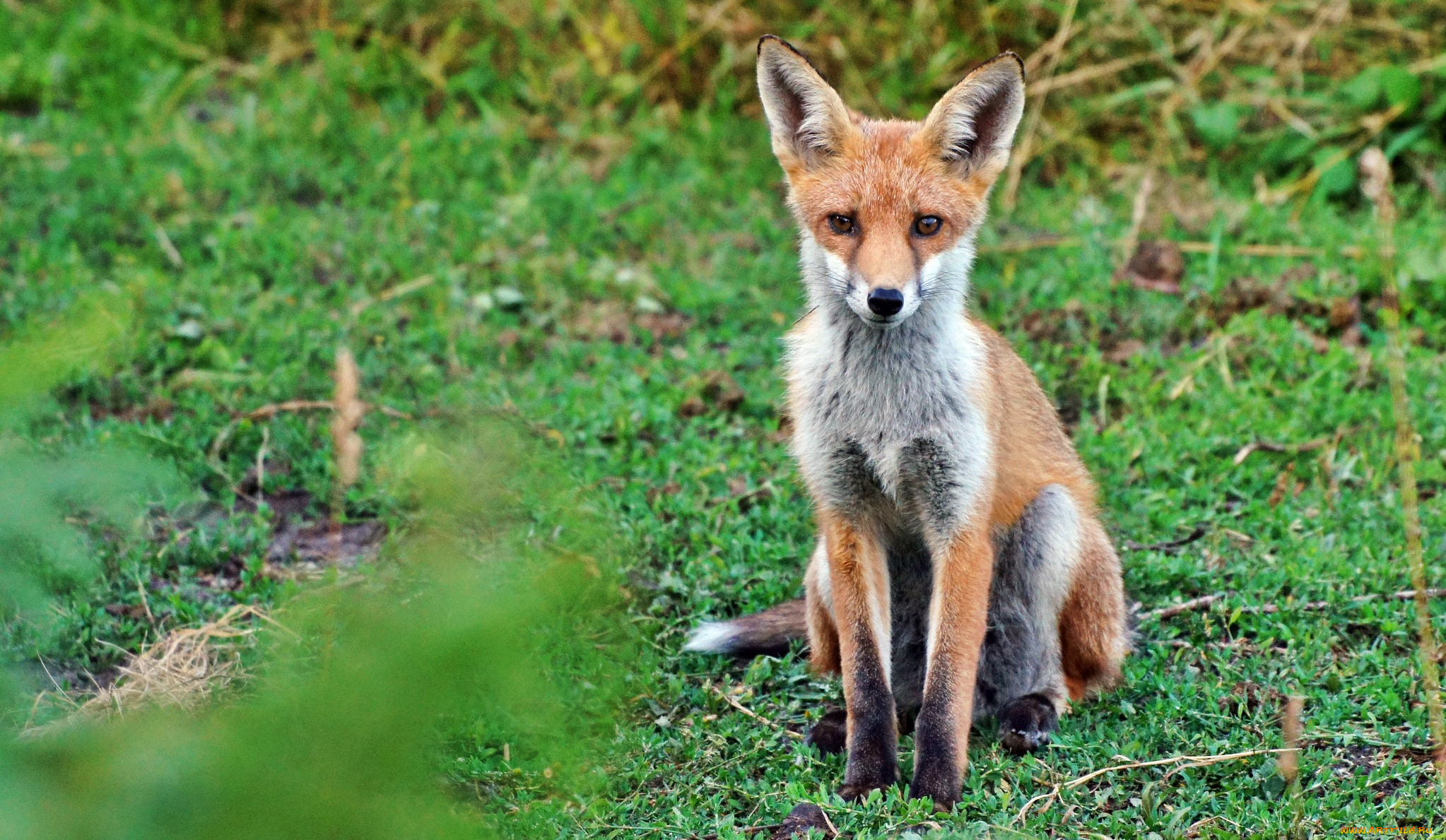 животные, лисы, луг, трава, лисичка