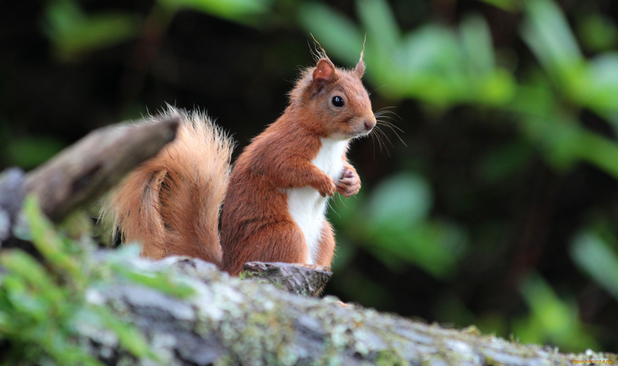 животные, белки, белка, хвост, взгляд