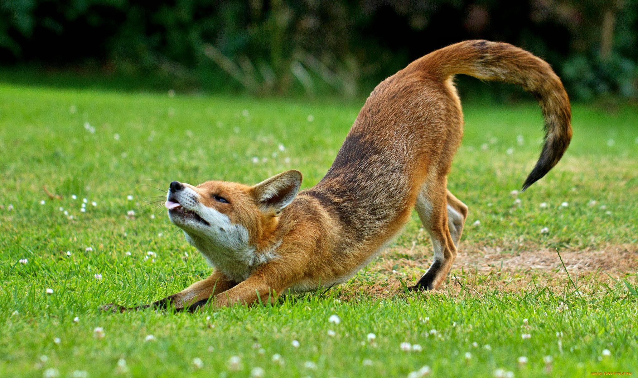 животные, лисы, трава, лисичка, луг