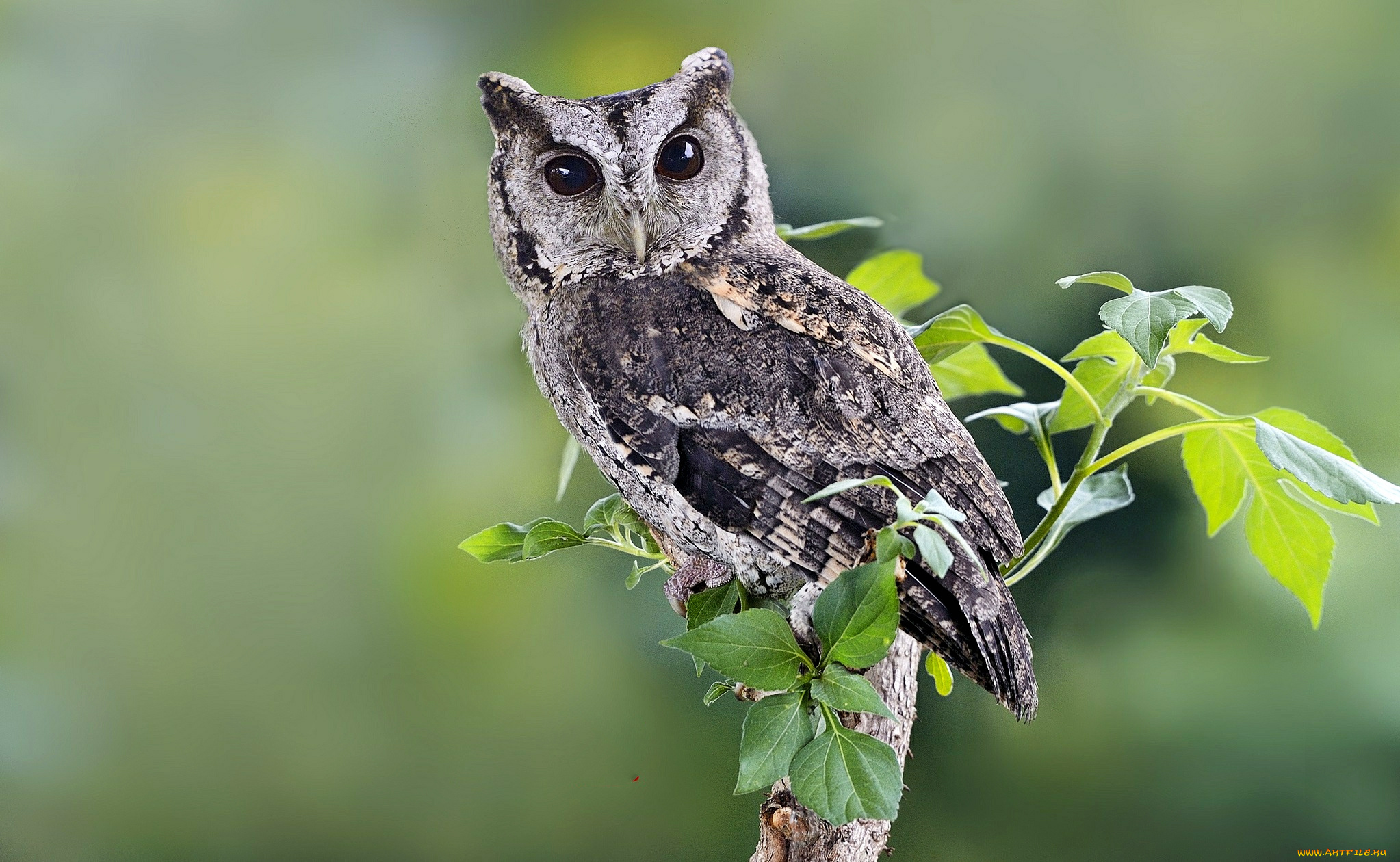 животные, совы, ветка, взгляд, глаза, сова, дерево
