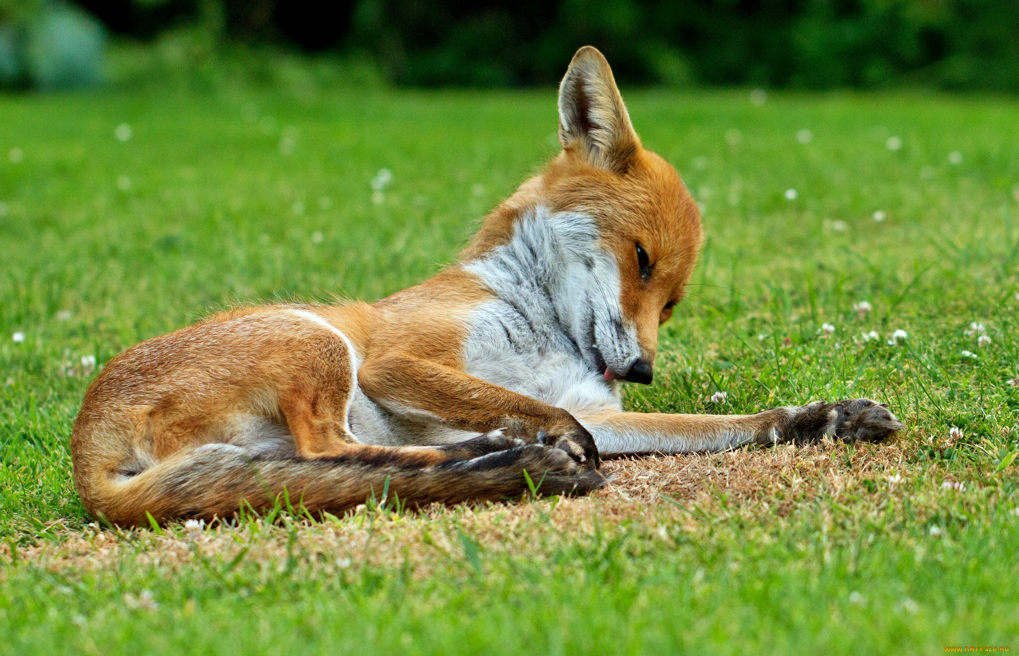 животные, лисы, луг, трава, лисичка