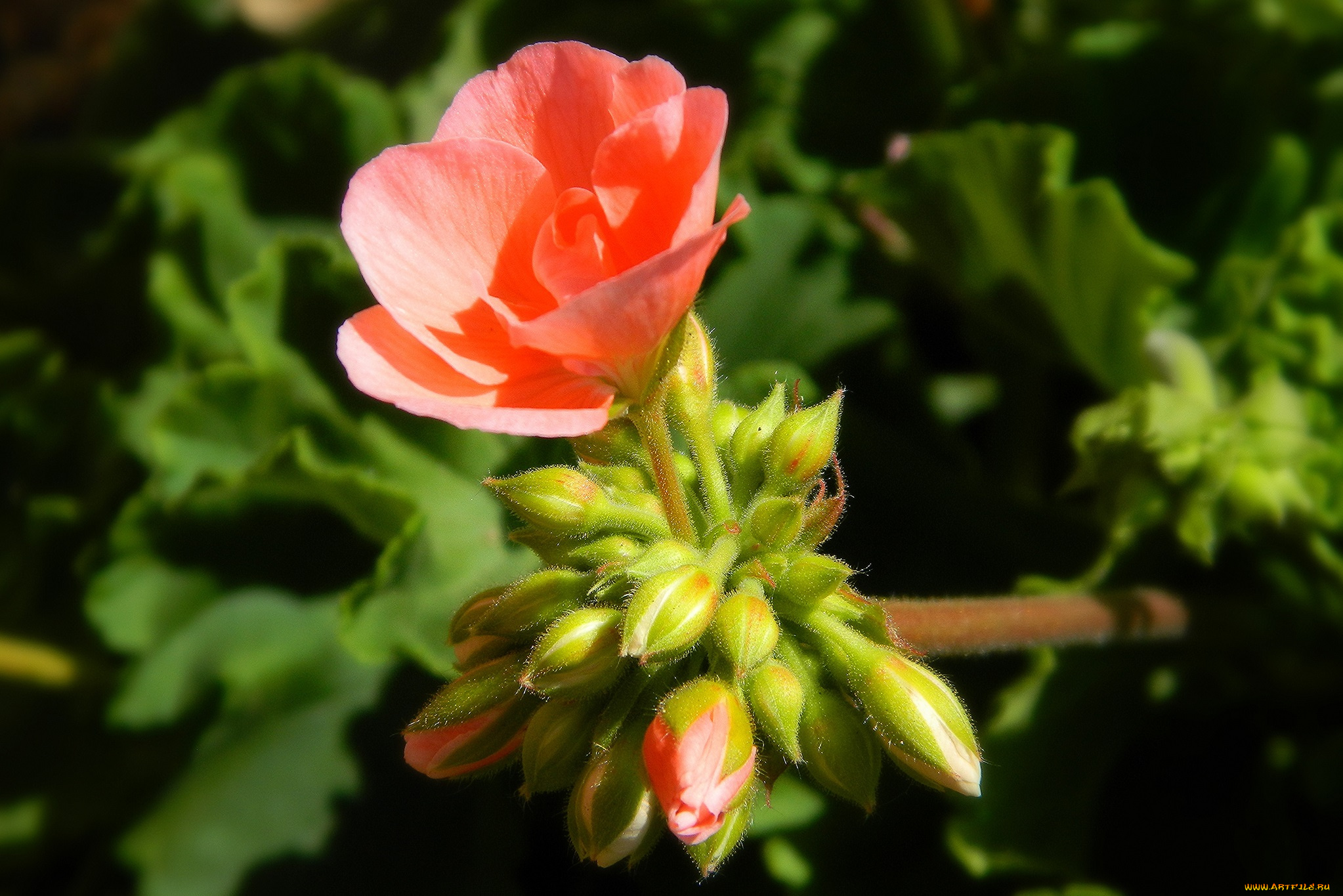 цветы, герань, ветка, цветок