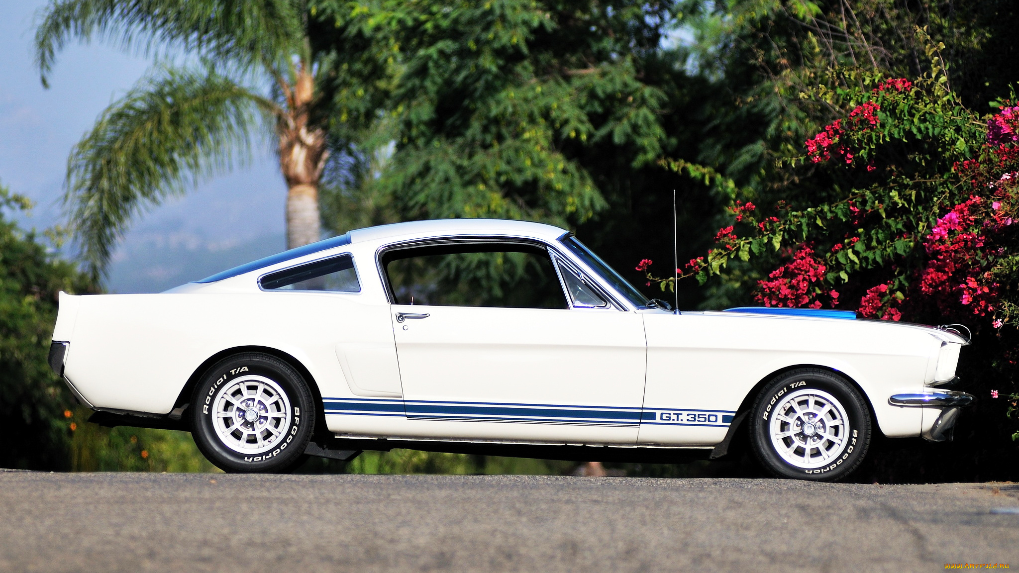 ford, mustang, автомобили, автомобиль, сша, культовый, motor, company