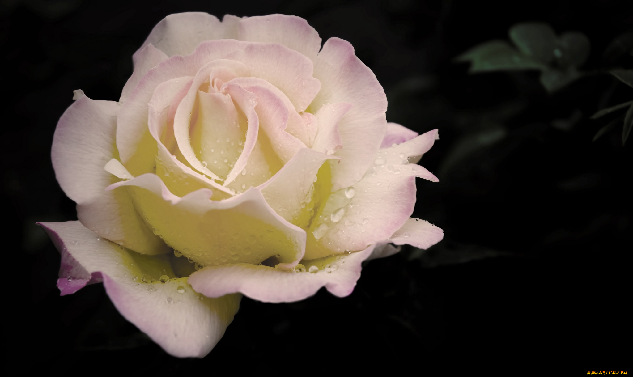 цветы, розы, капли, бутон, роза