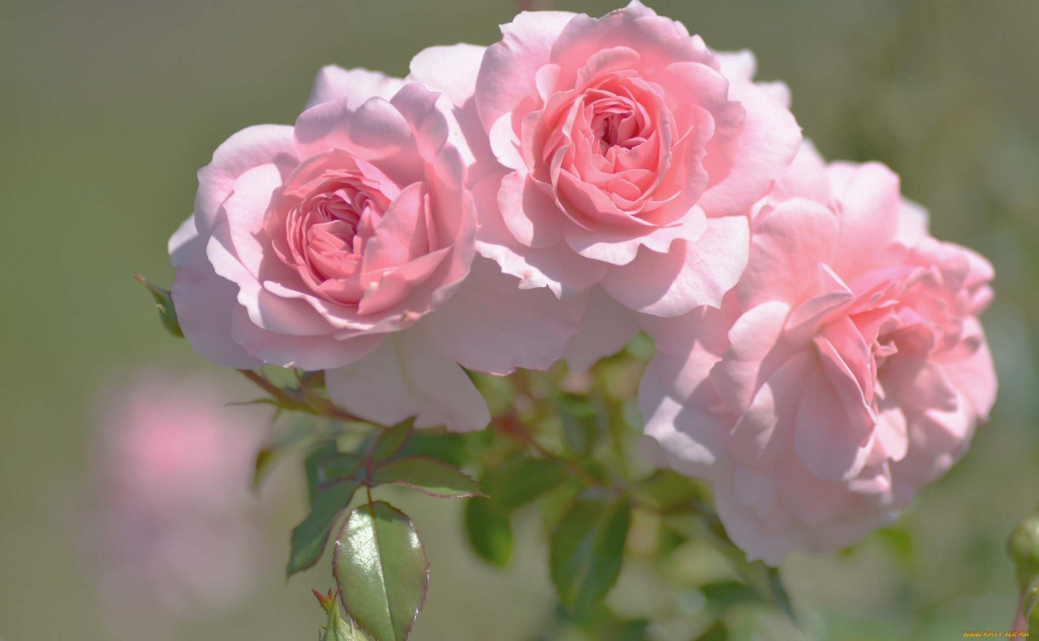 цветы, розы, трио