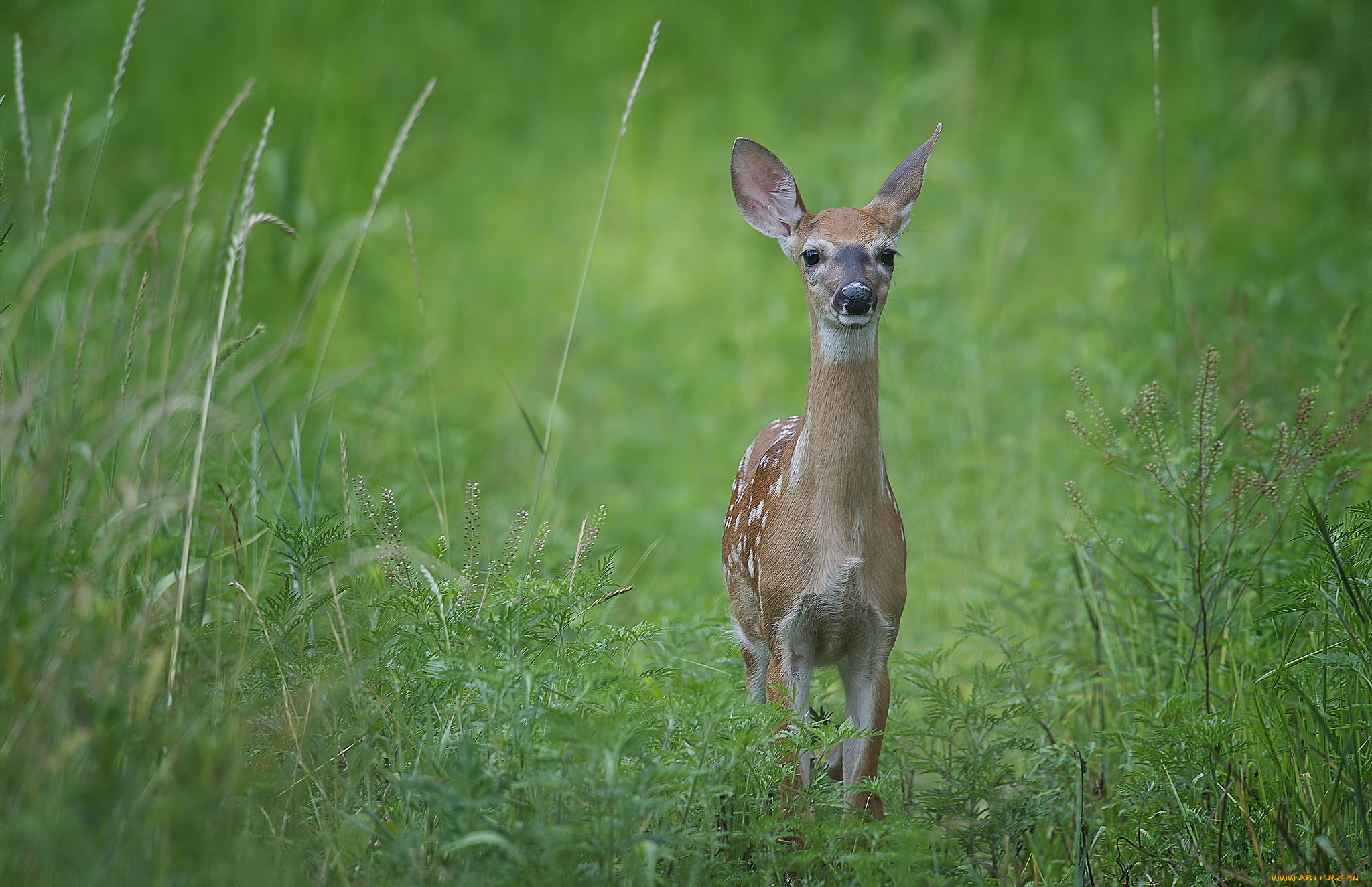 животные, олени, взгляд, пятнистый, олень, трава, луг, настороженность