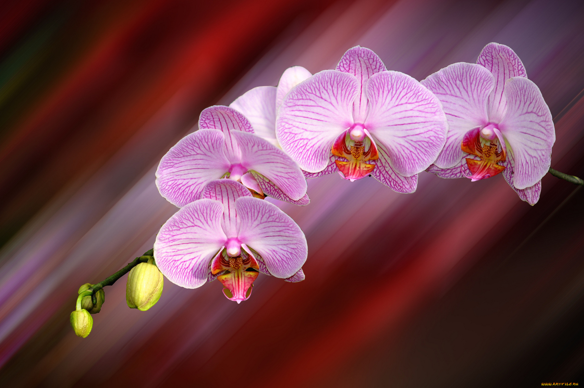 цветы, орхидеи, ветка
