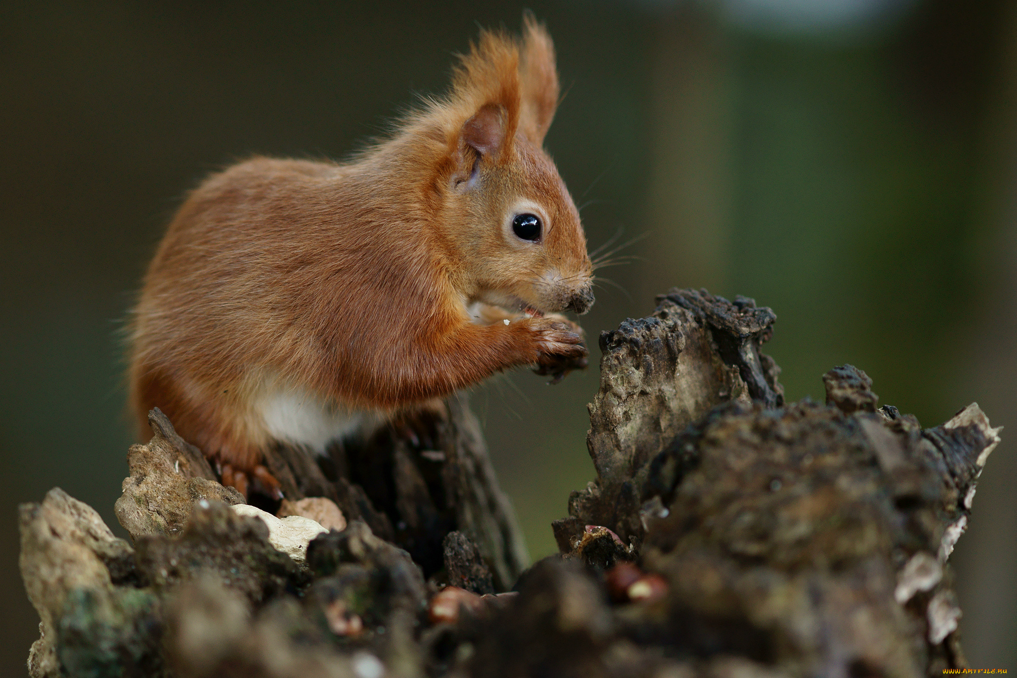животные, белки, зверек