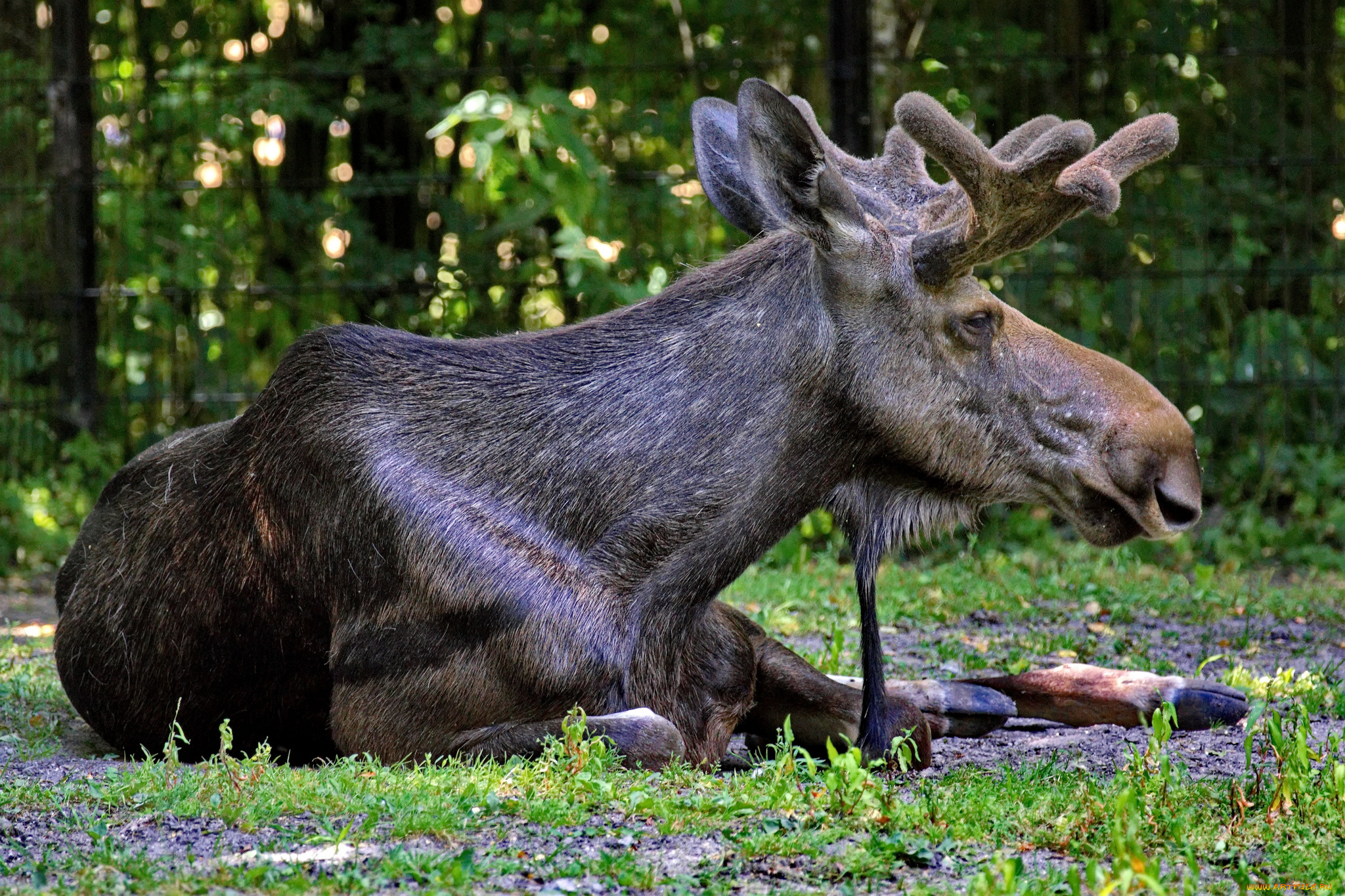 животные, лоси, отдых, трава, поляна, вольер, лось, рога