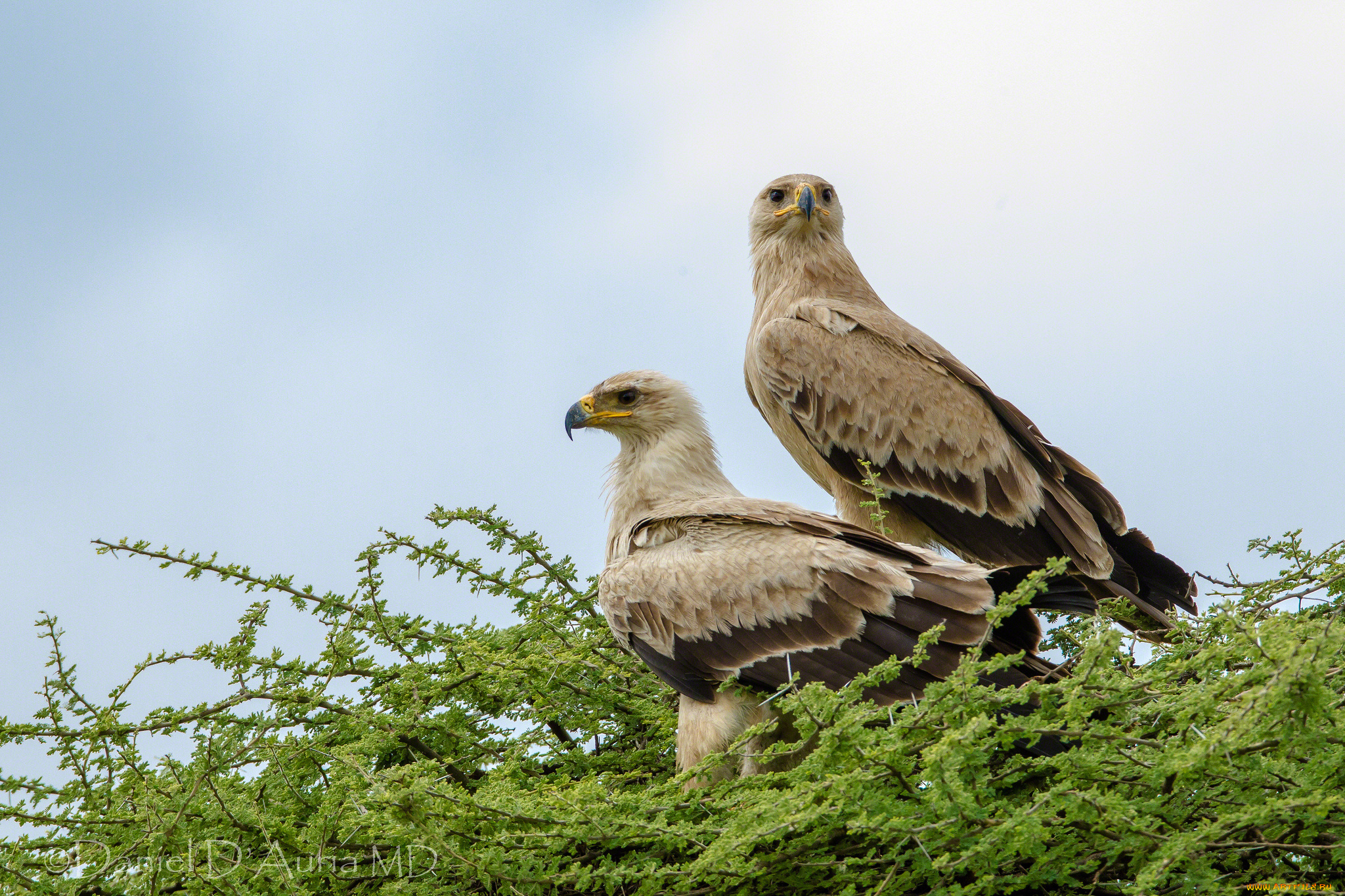 животные, птицы, хищники, пара