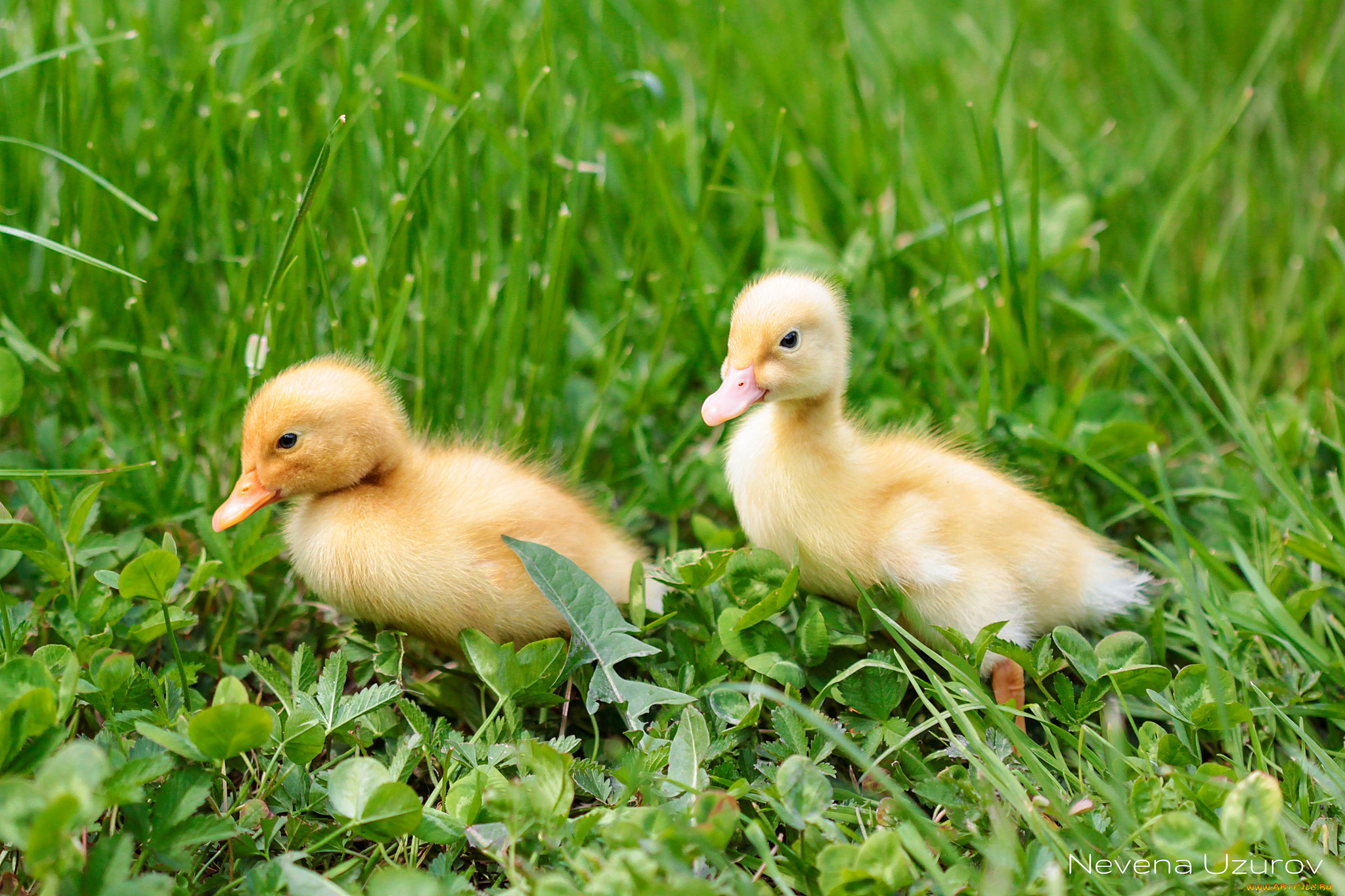 животные, утки, утята