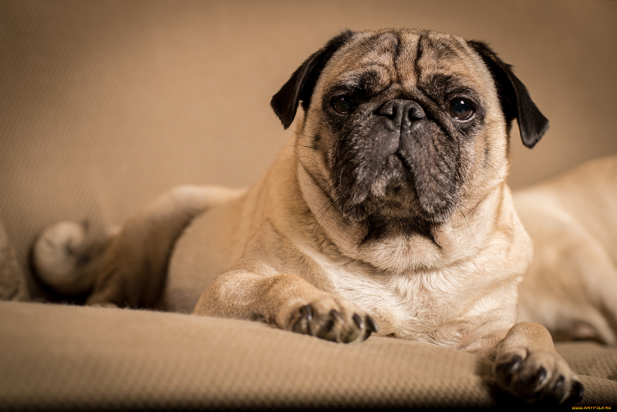 животные, собаки, взгляд, французский, бульдог