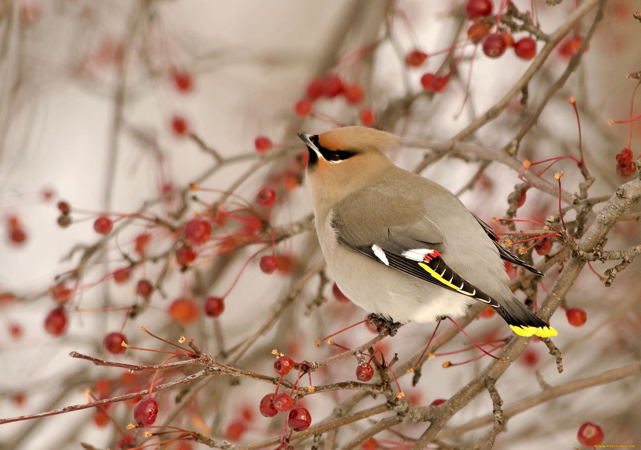 животные, свиристели, дерево, ягоды