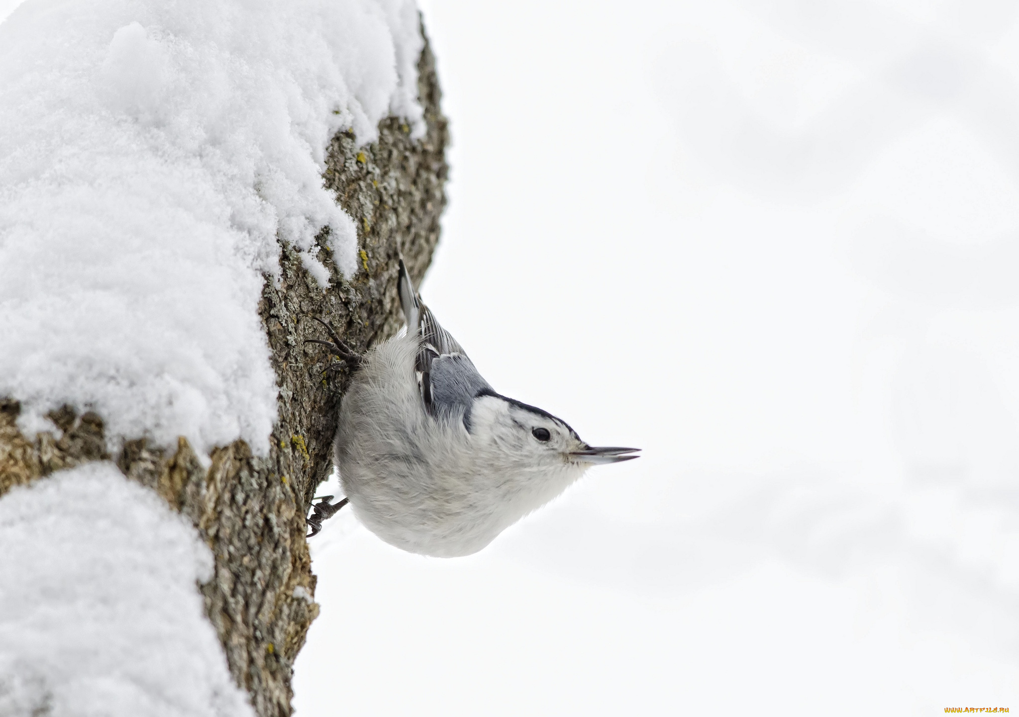 животные, поползни, дерево, птичка