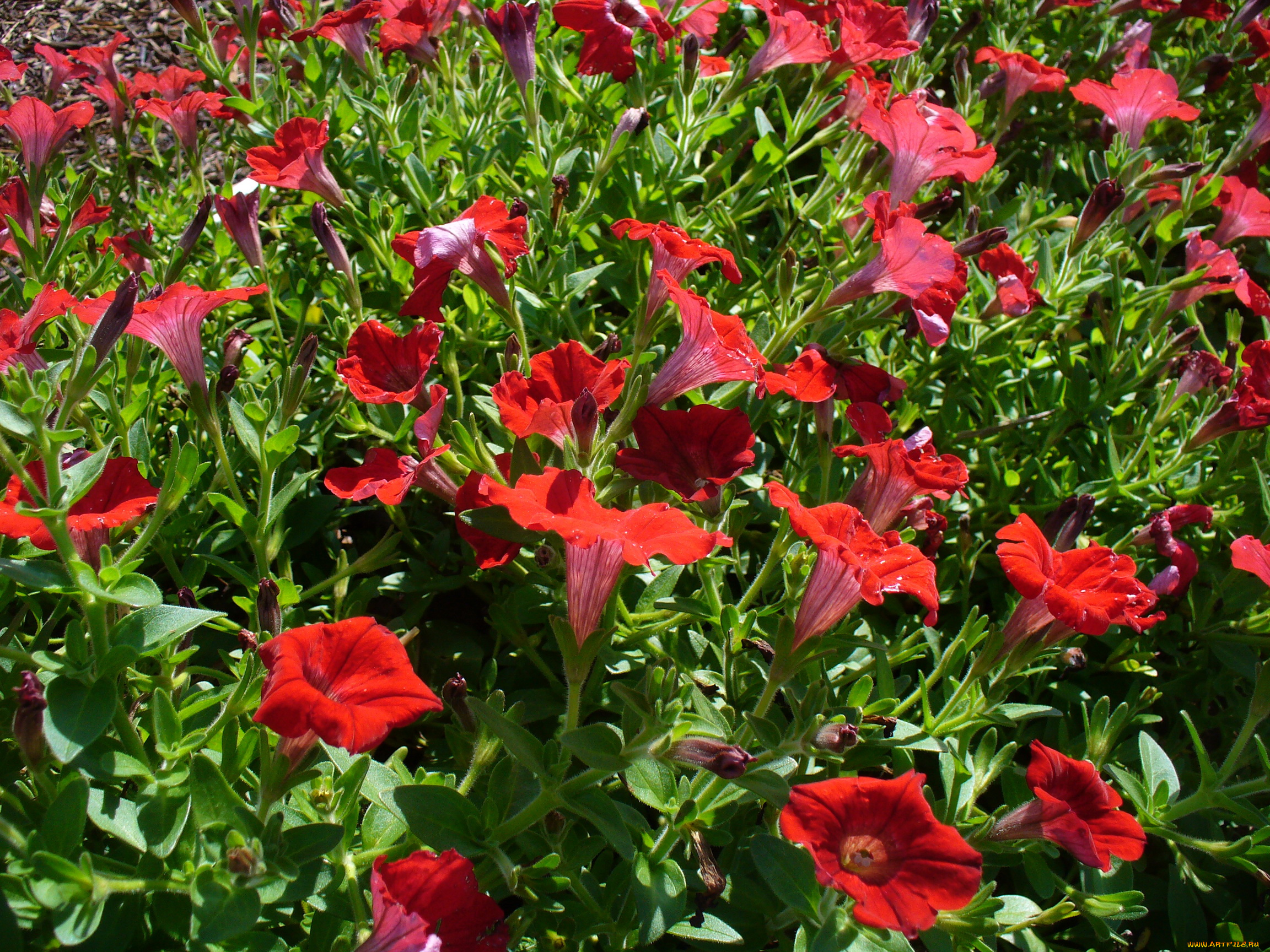 цветы, петунии, калибрахоа, петунья