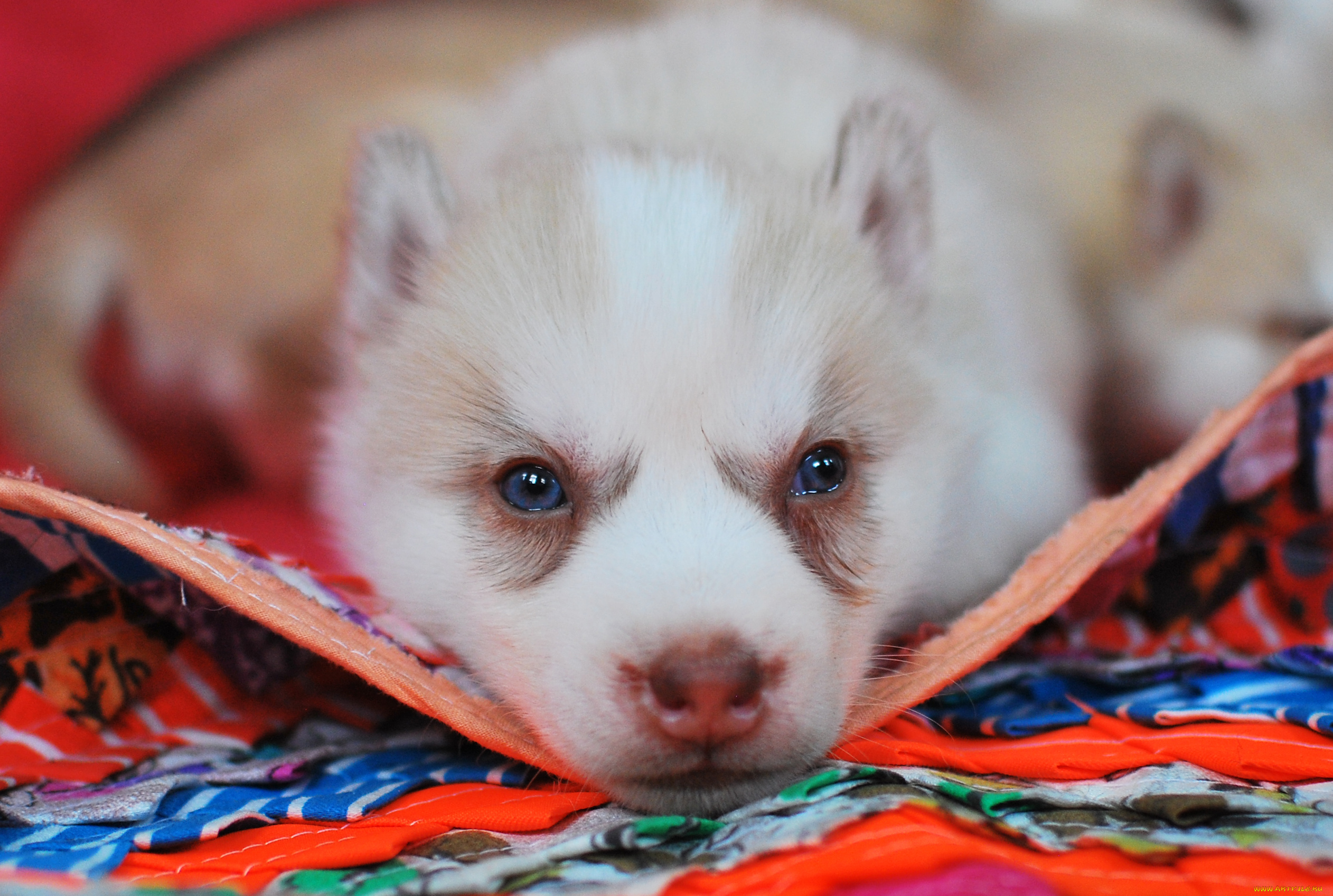 животные, собаки, щенок, собака, лайка, коврик