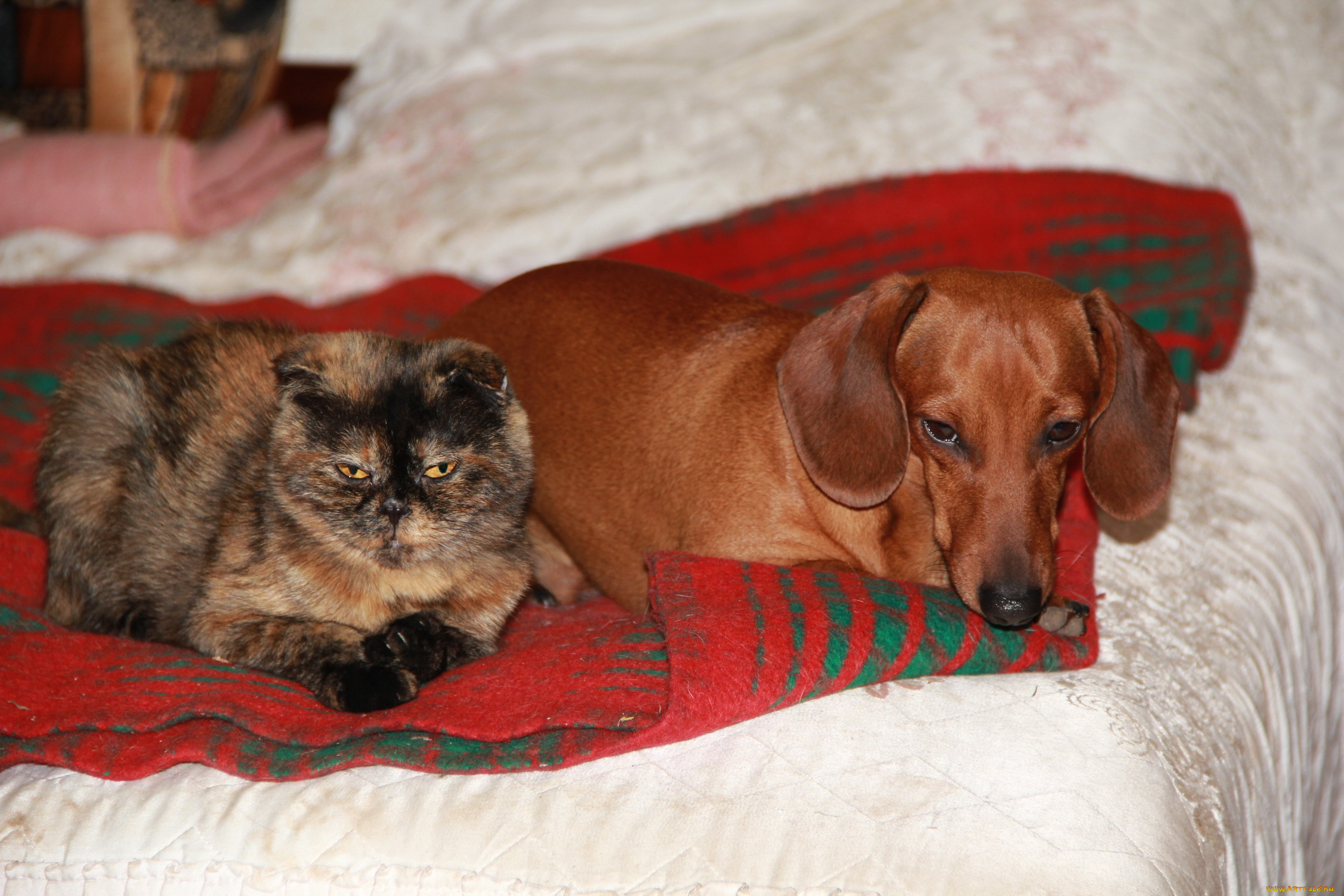 животные, разные, вместе, кошка, собака