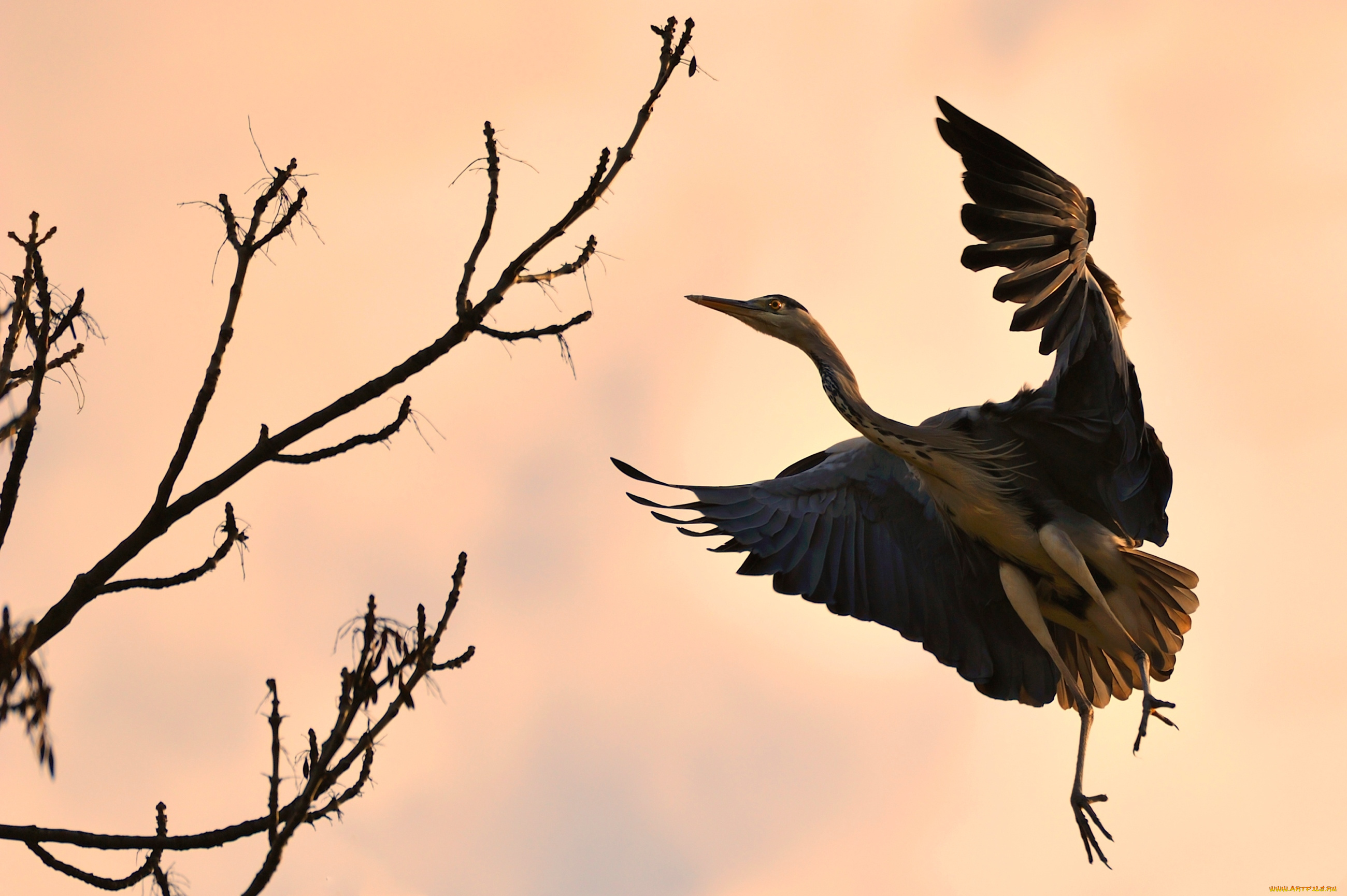 животные, цапли, полет