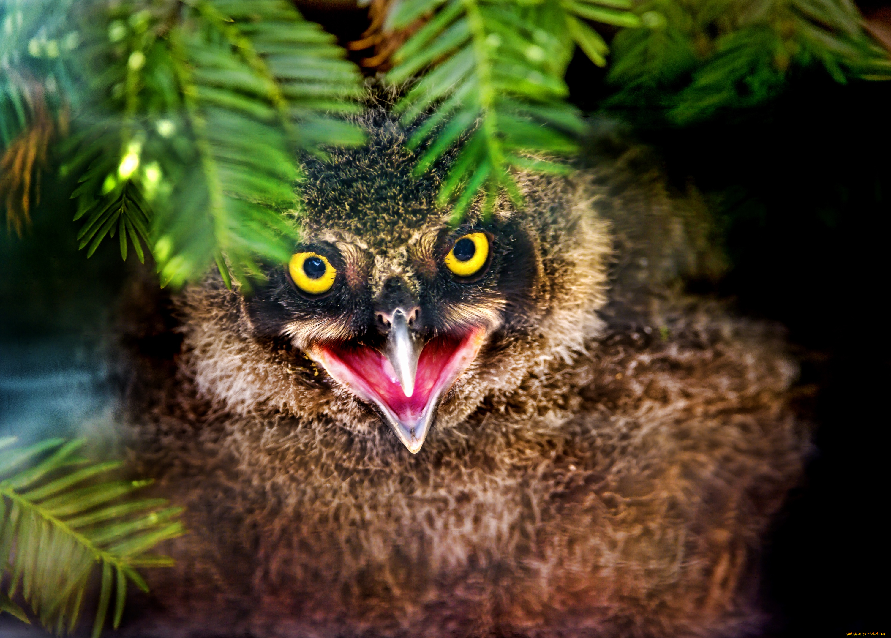 животные, совы, совенок