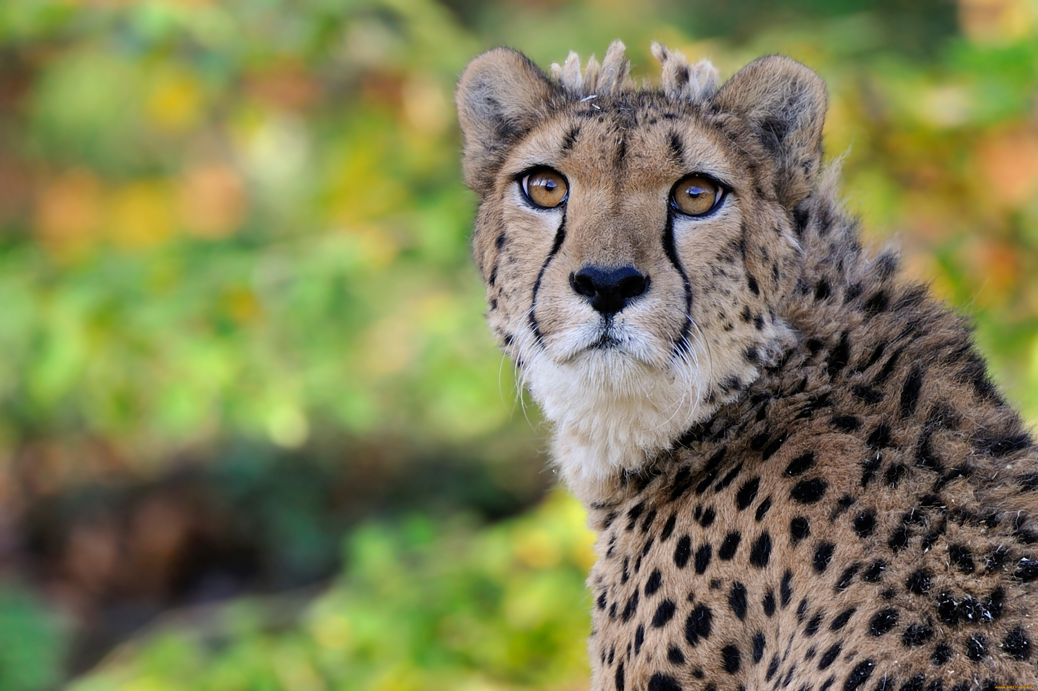 животные, гепарды, портрет