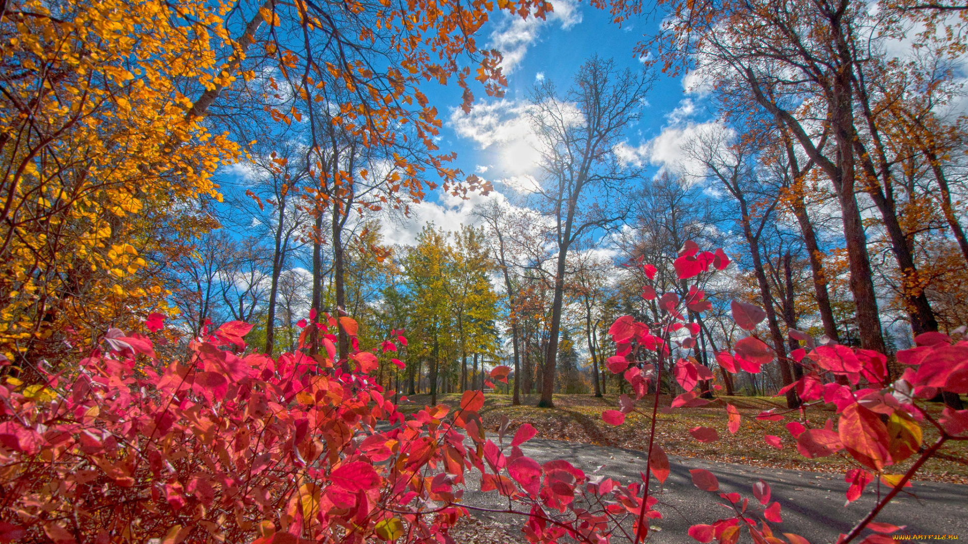 природа, деревья, краски, багрянец, дорога, листья, лес, парк, осень