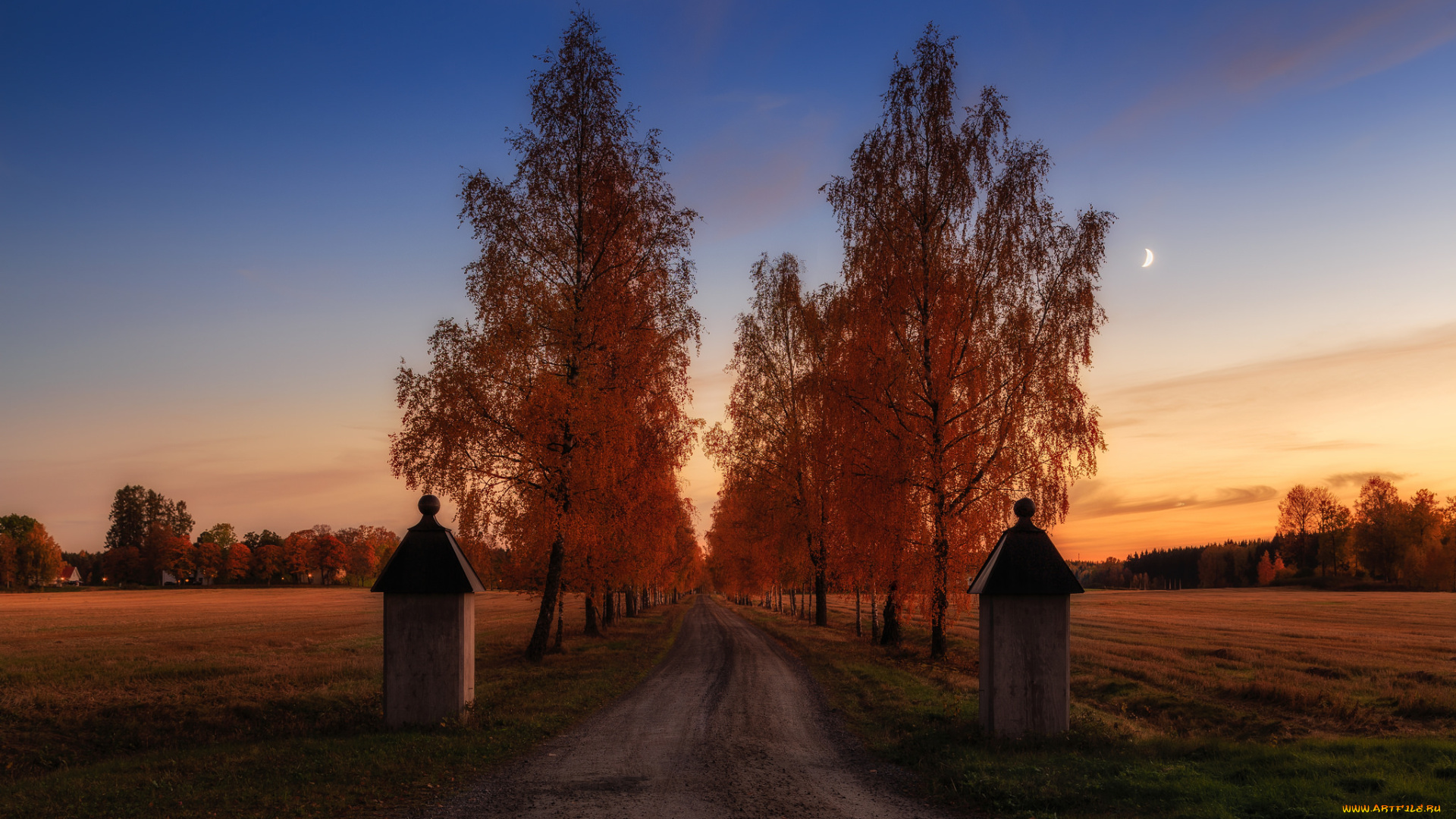 природа, дороги, березы, тракт