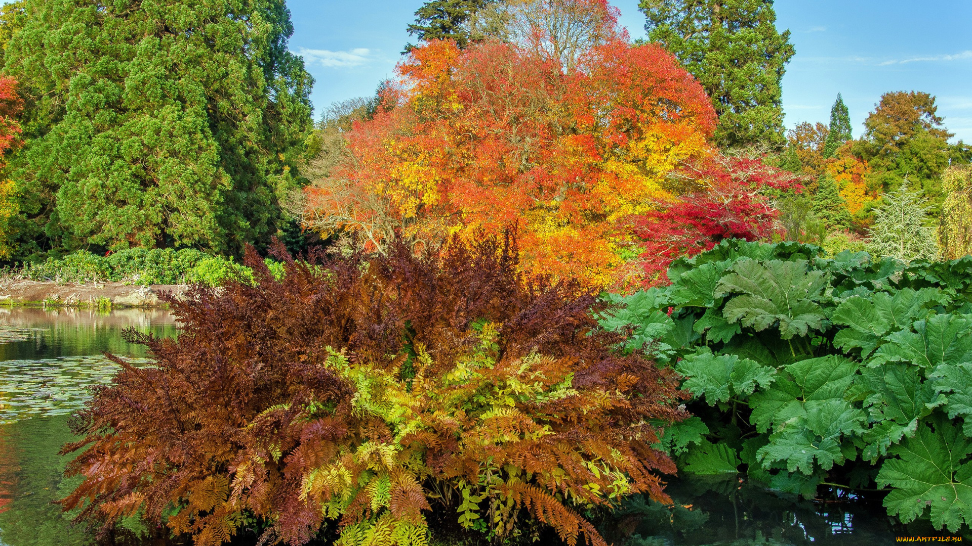 природа, парк, осень, деревья, sheffield, park, garden, кусты, пруд, великобритания