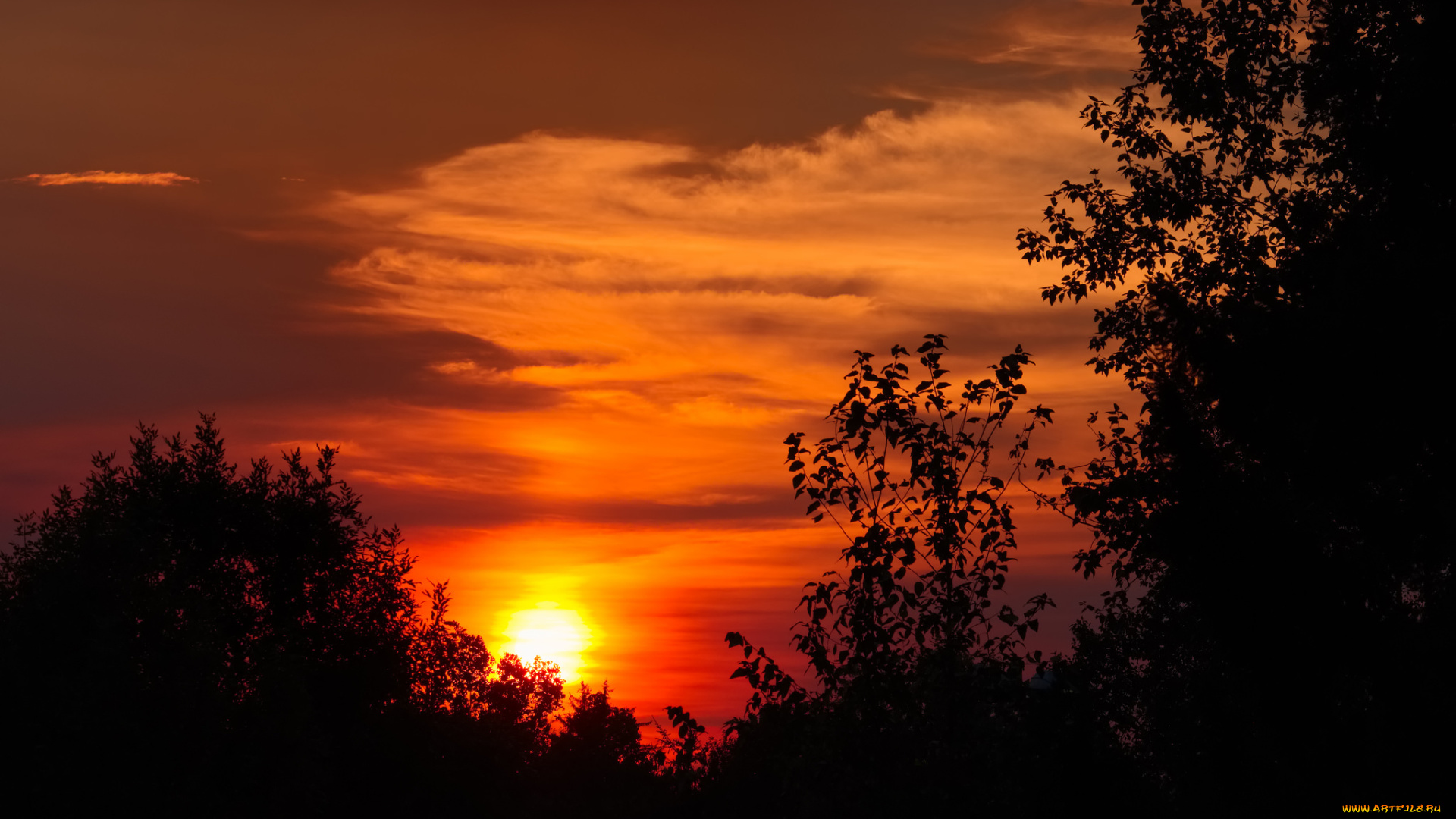 природа, восходы, закаты, силуэт, зарево, деревья, закат, солнце, облака, небо