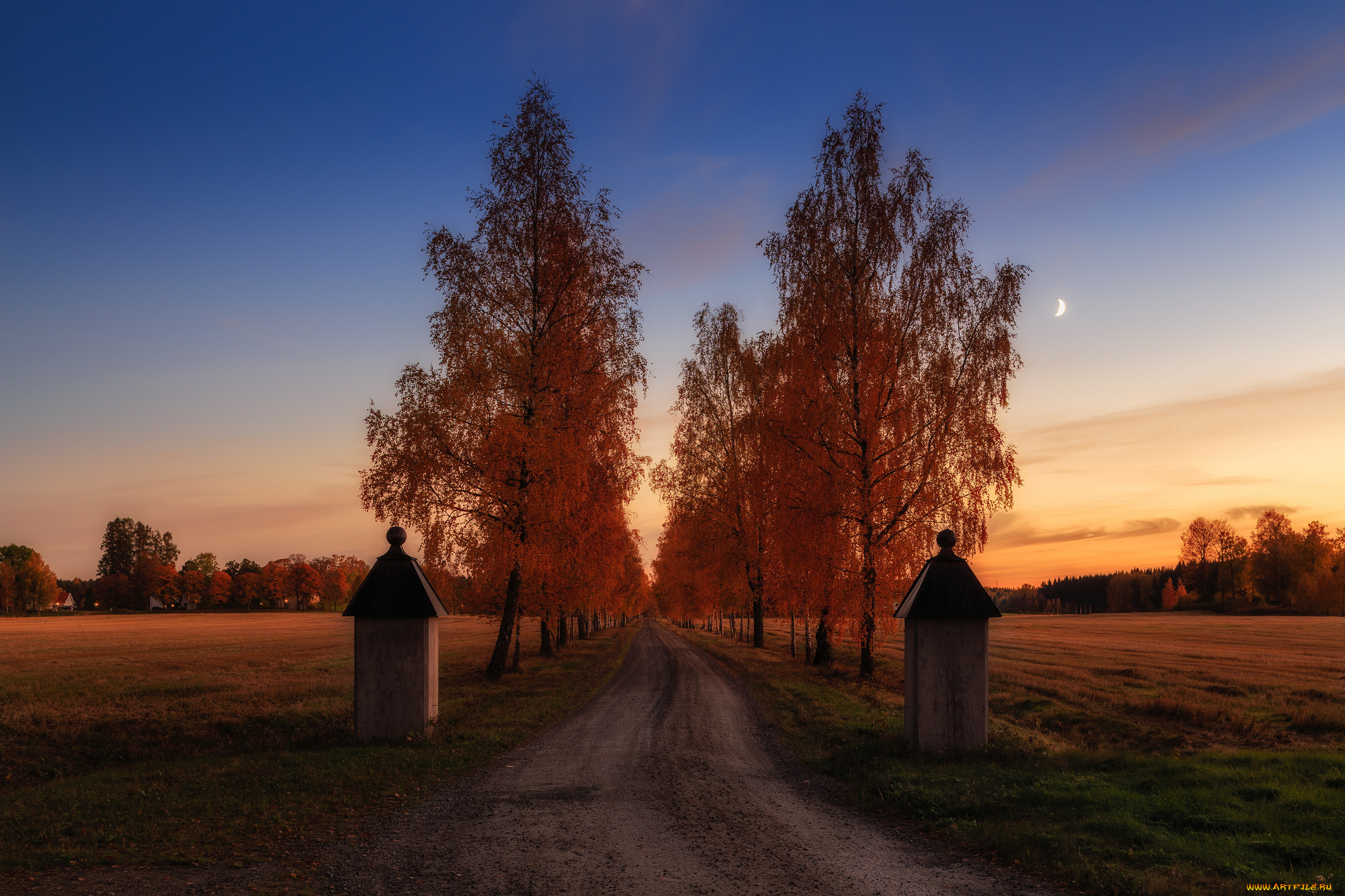 природа, дороги, березы, тракт