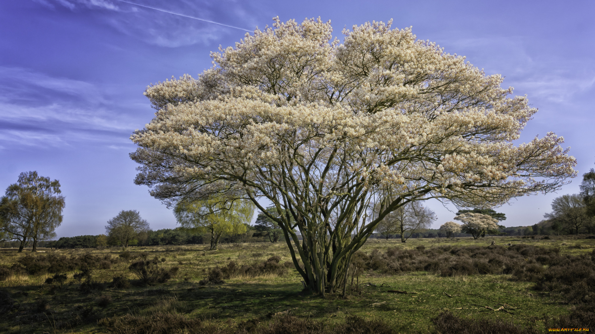 природа, деревья, крона