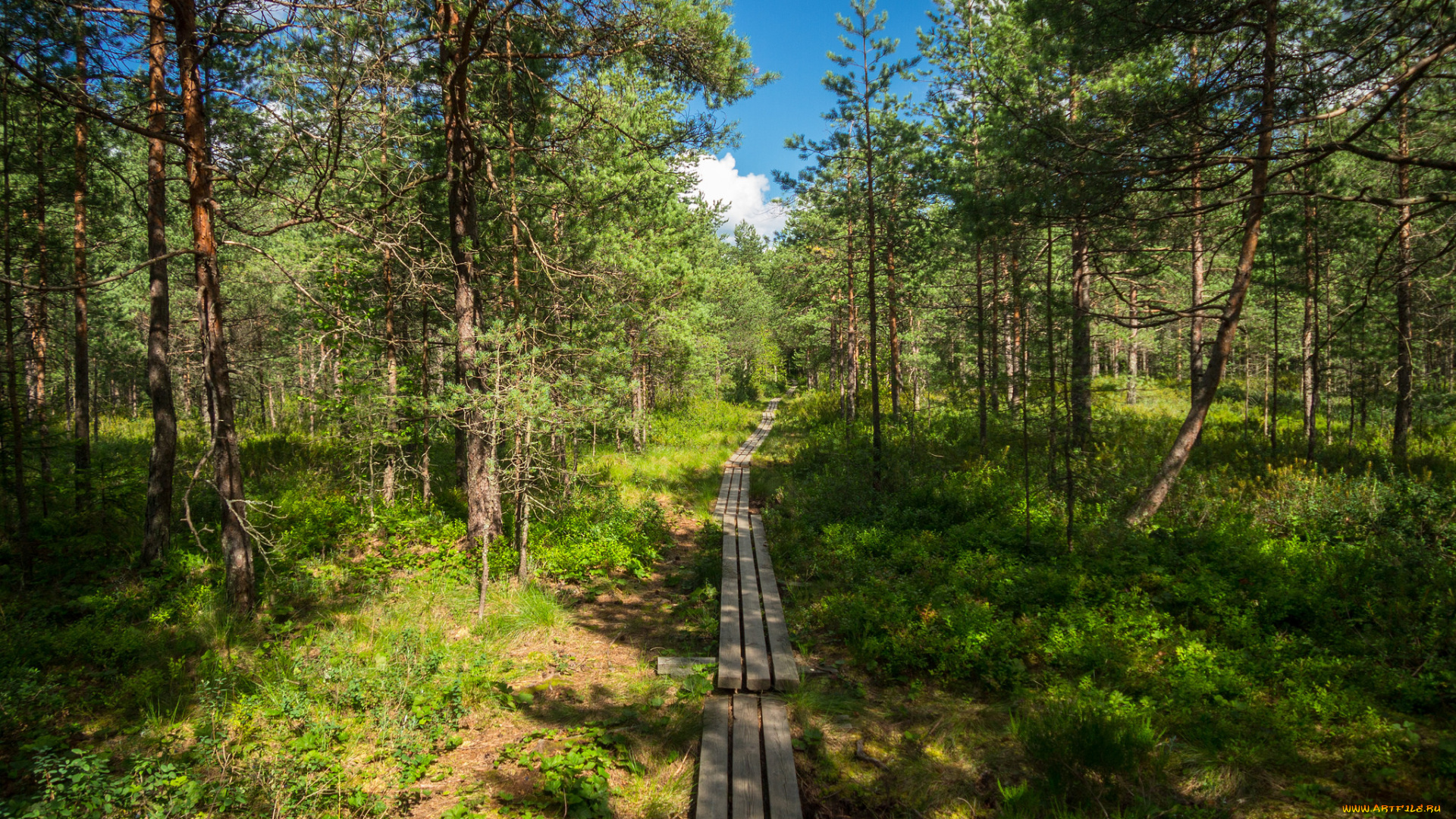 природа, дороги, тракт