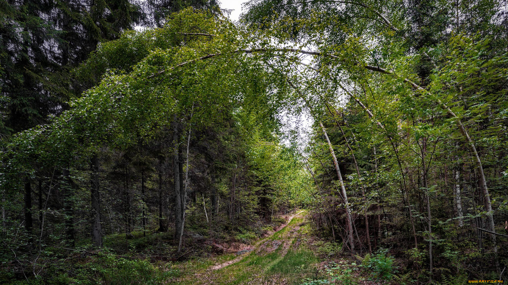 природа, дороги, тракт