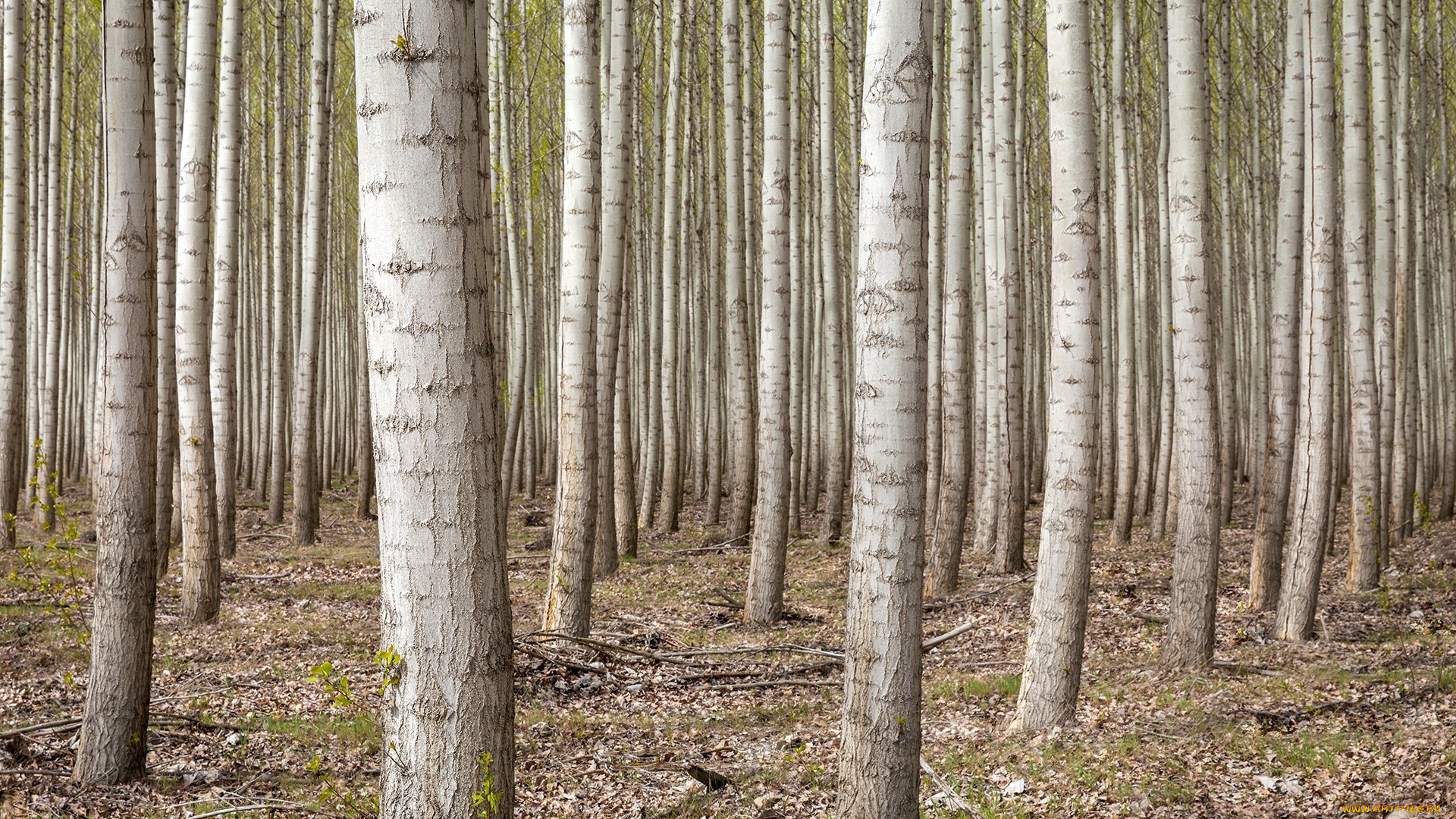 природа, лес, деревья