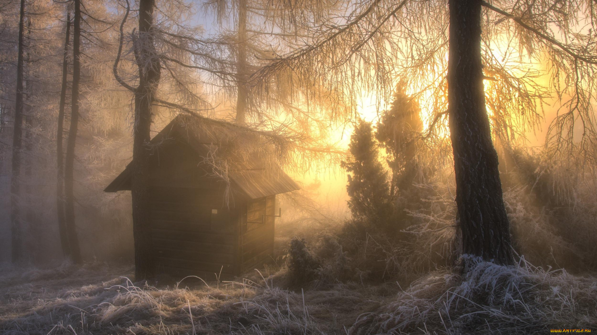 природа, лес, домик, утро, туман