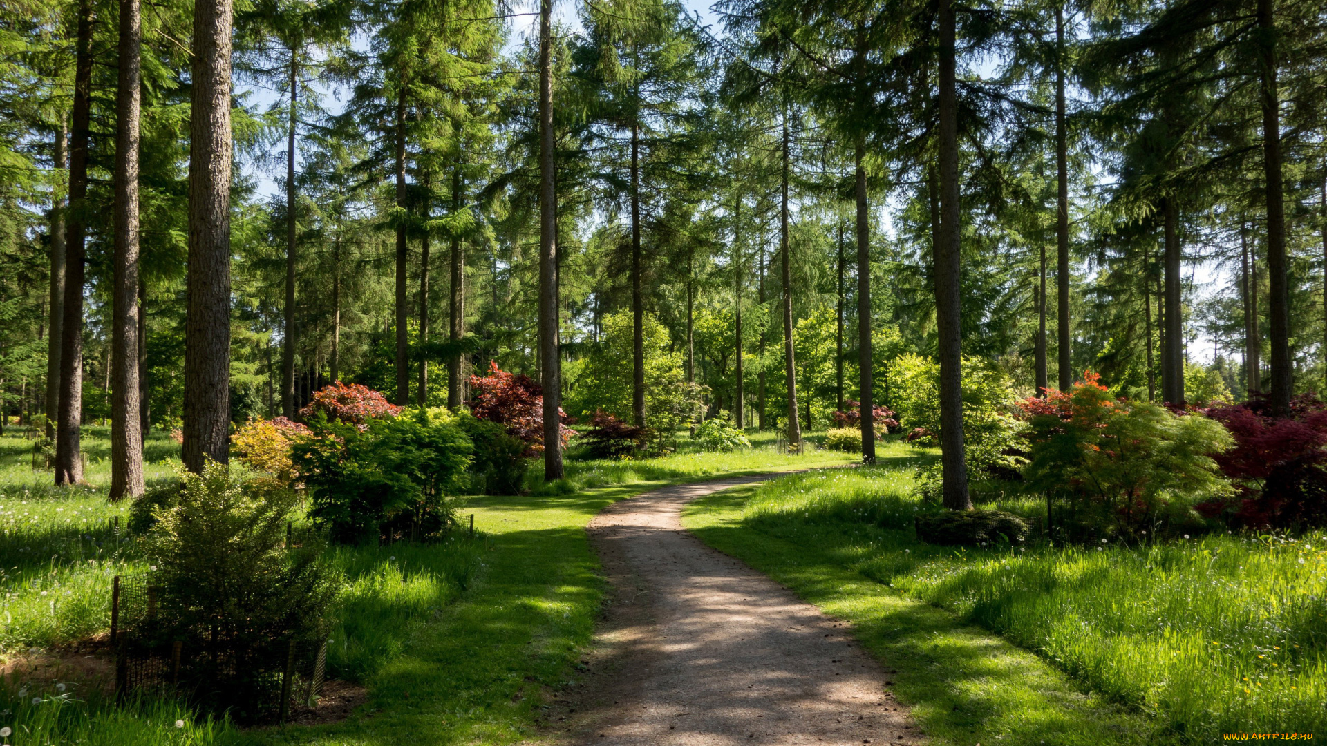 природа, парк, кусты, сосны, трава, дорожка