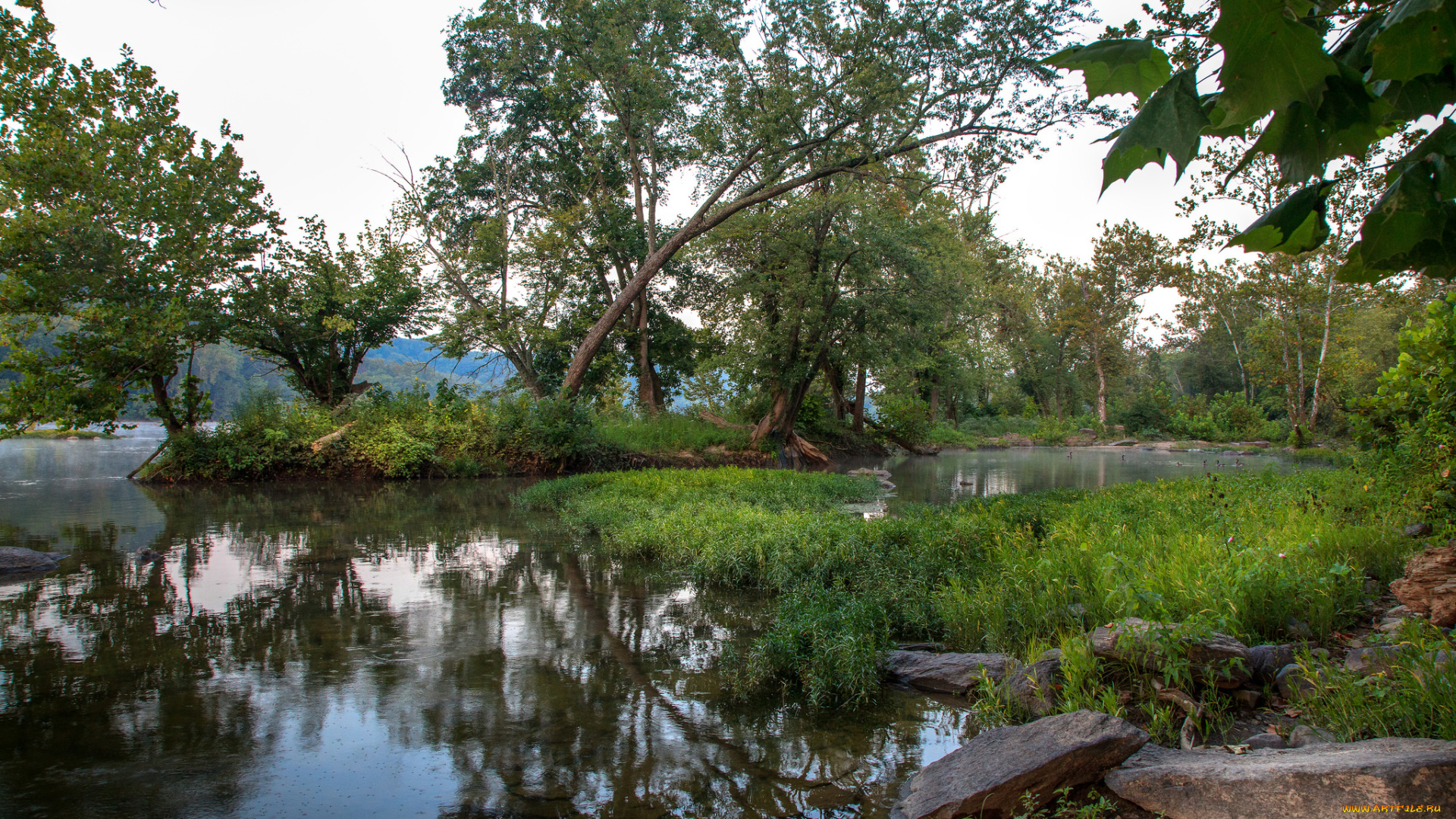 природа, реки, озера, река, лес