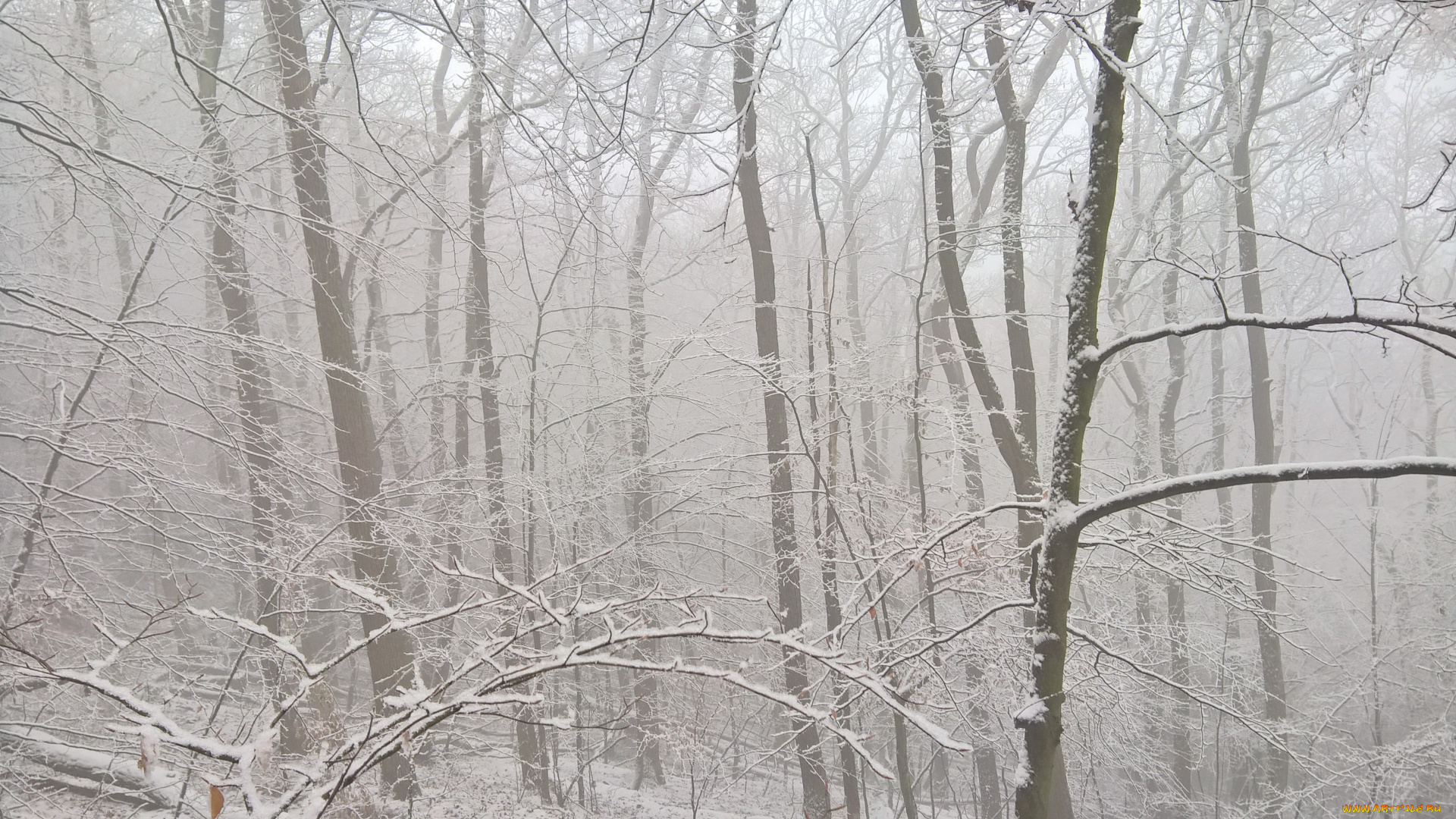 природа, зима, лес, деревья, снег