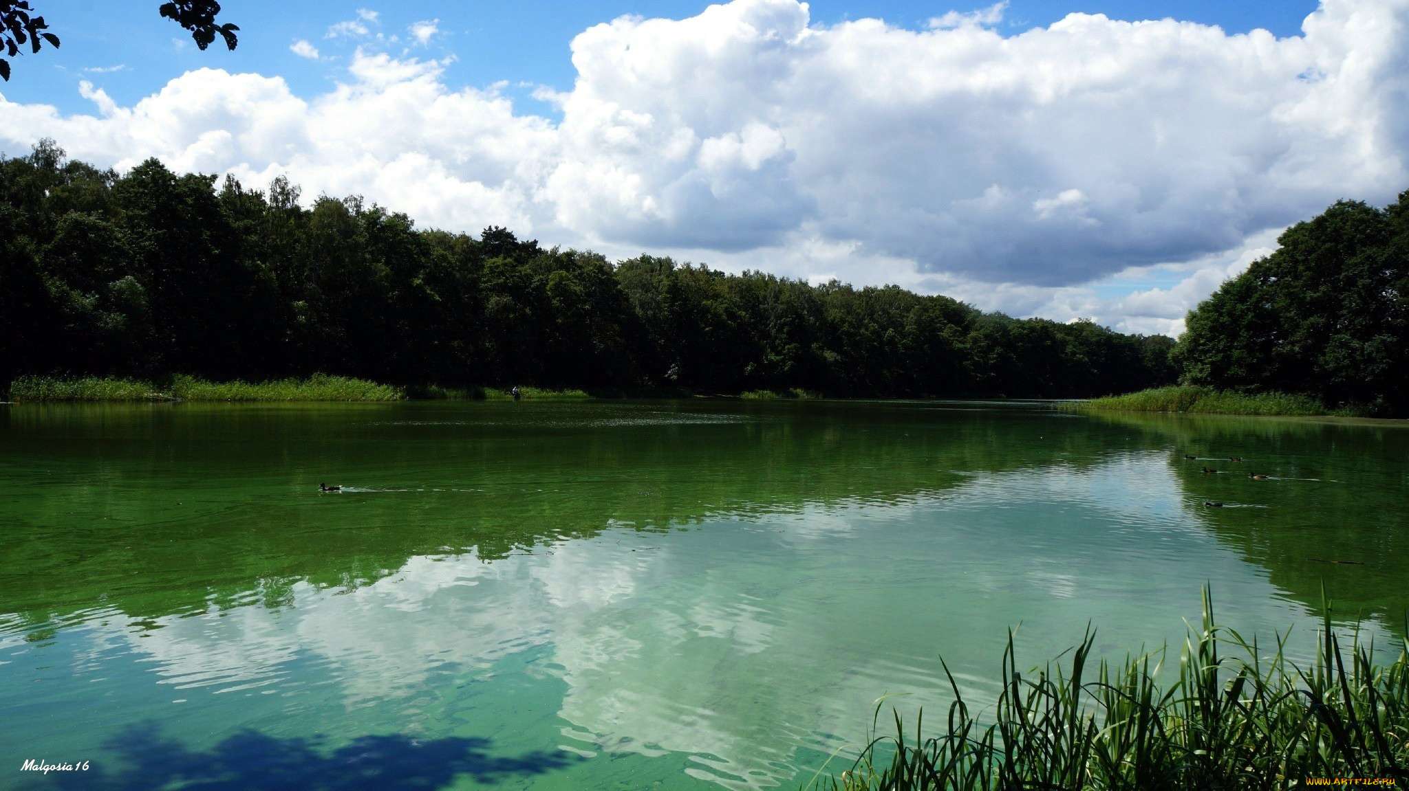 природа, реки, озера, утки, лето, простор, вода