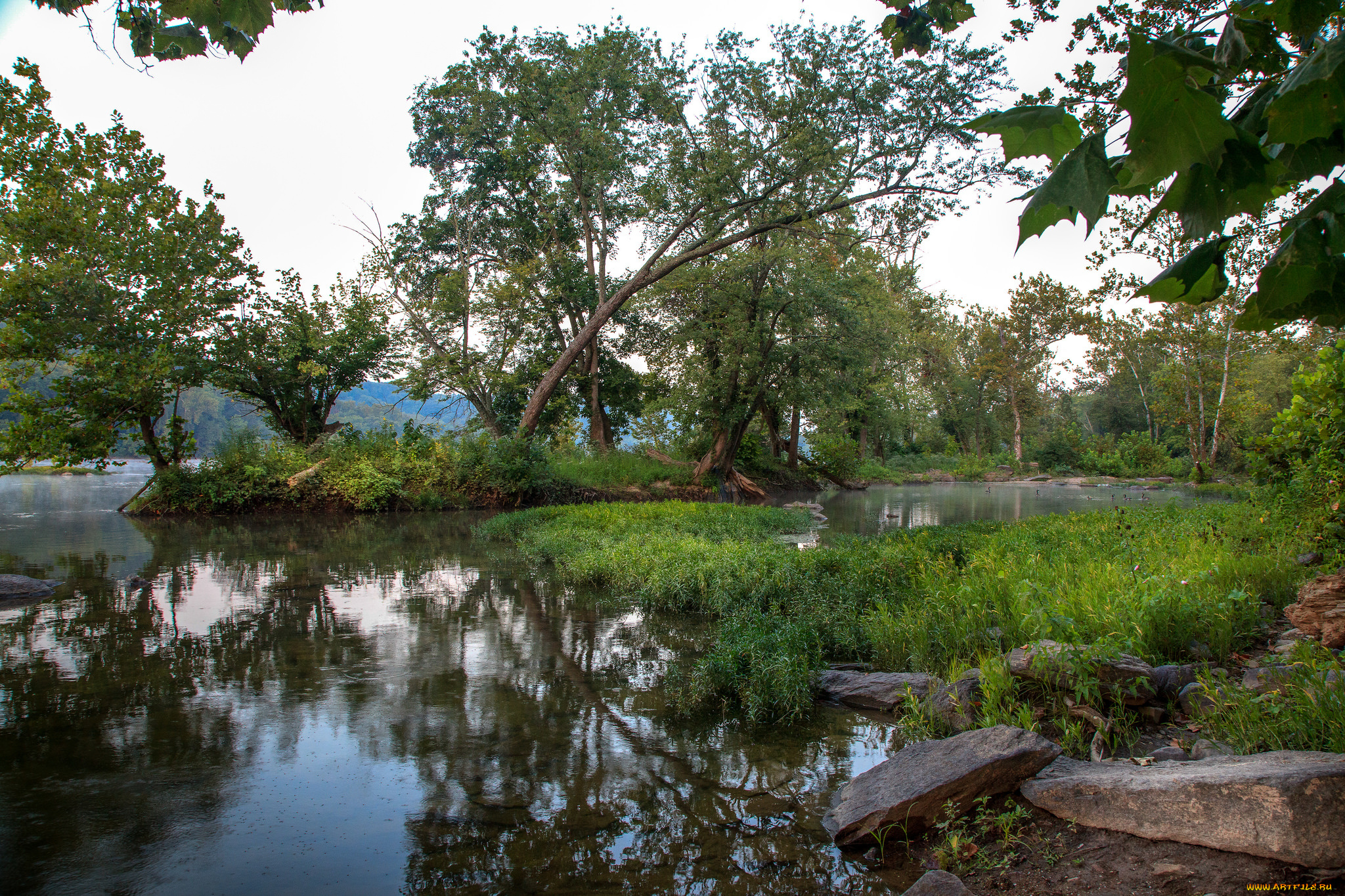 природа, реки, озера, река, лес