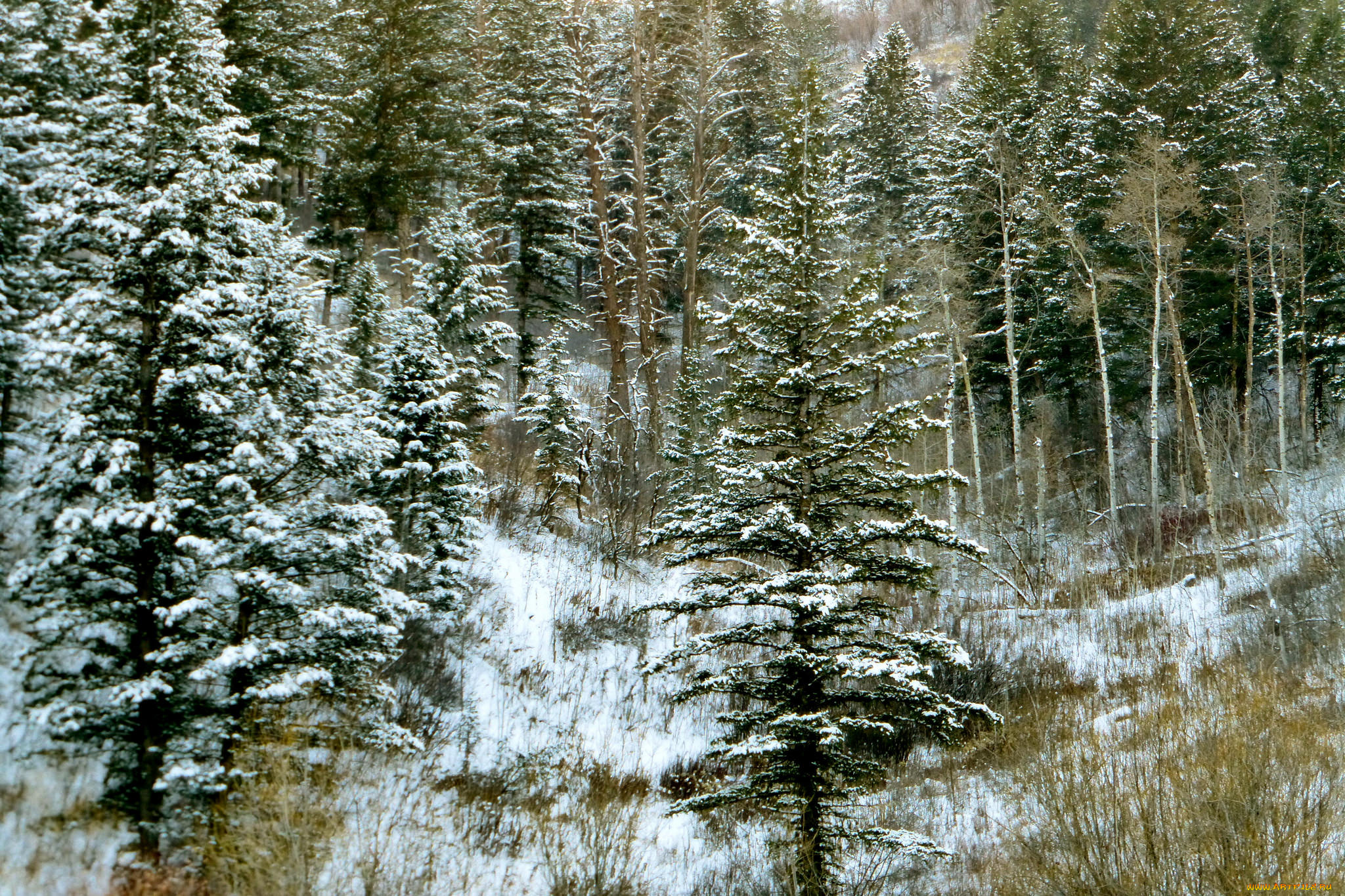 природа, зима, снег