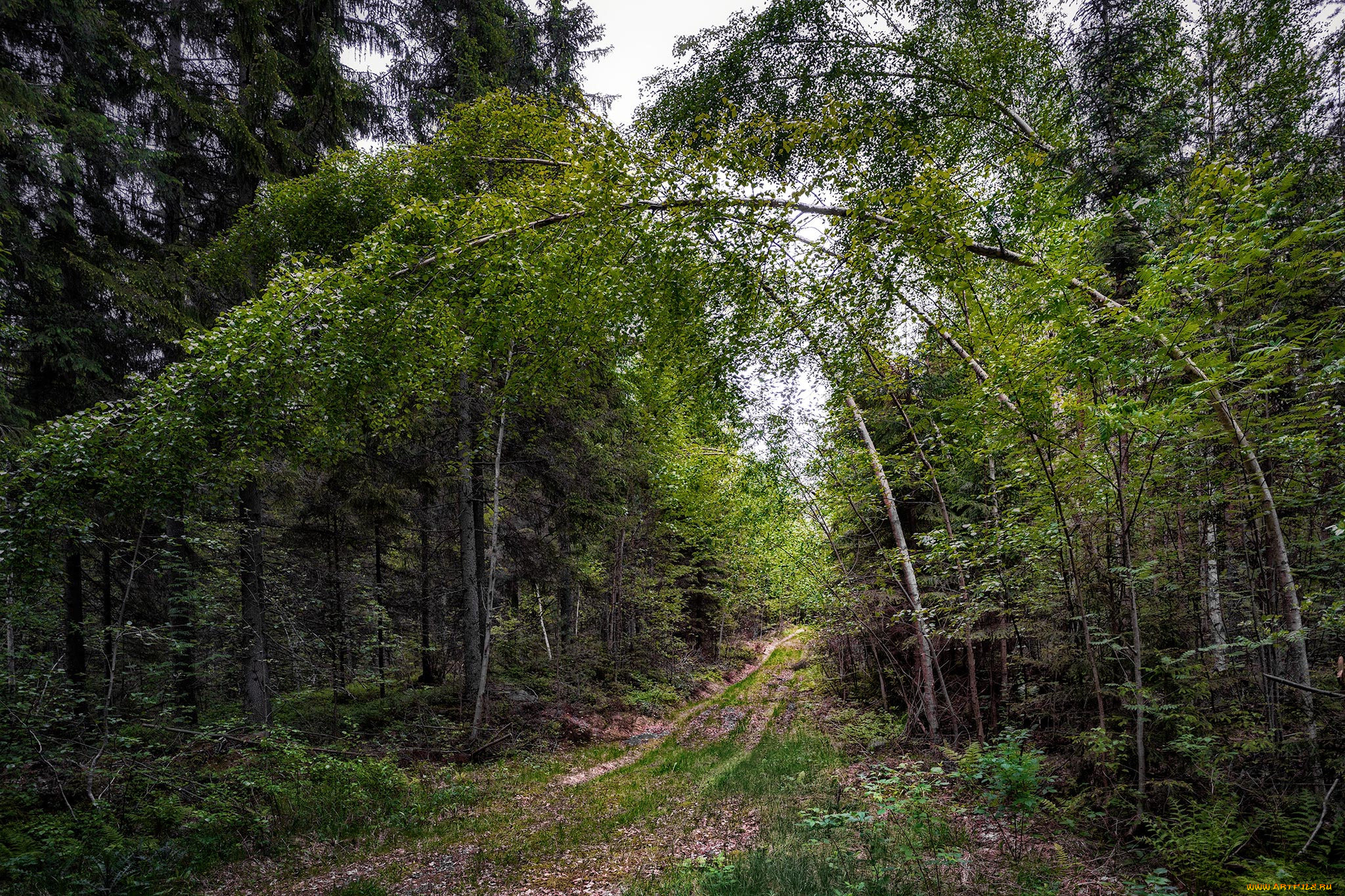 природа, дороги, тракт