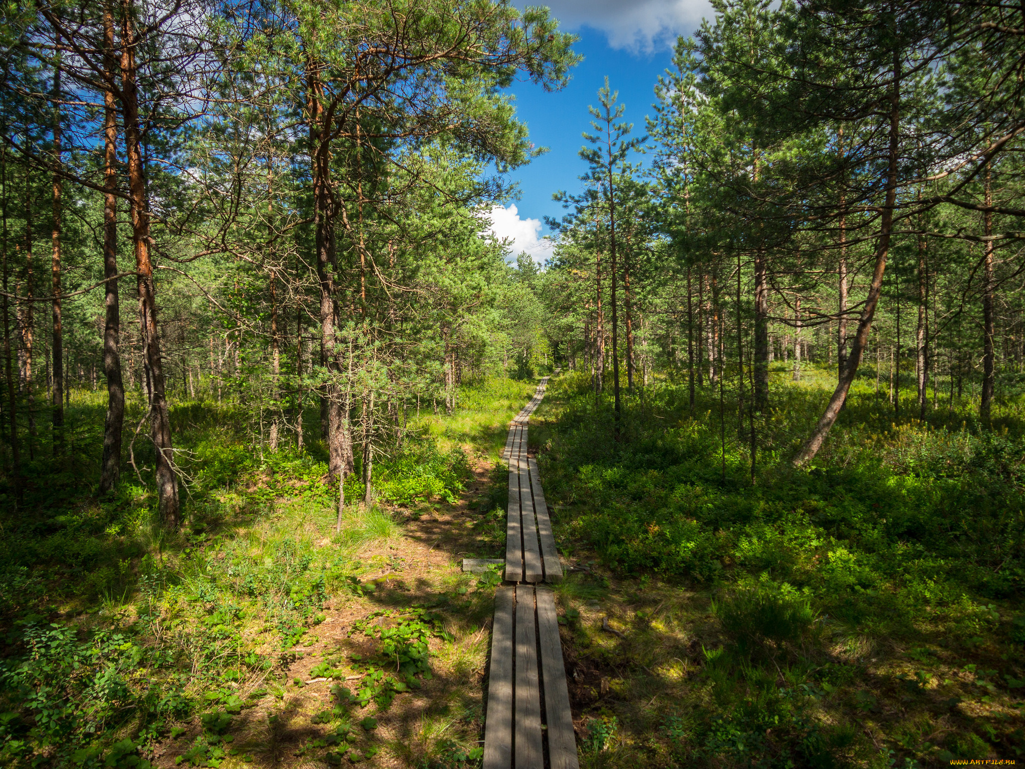 природа, дороги, тракт