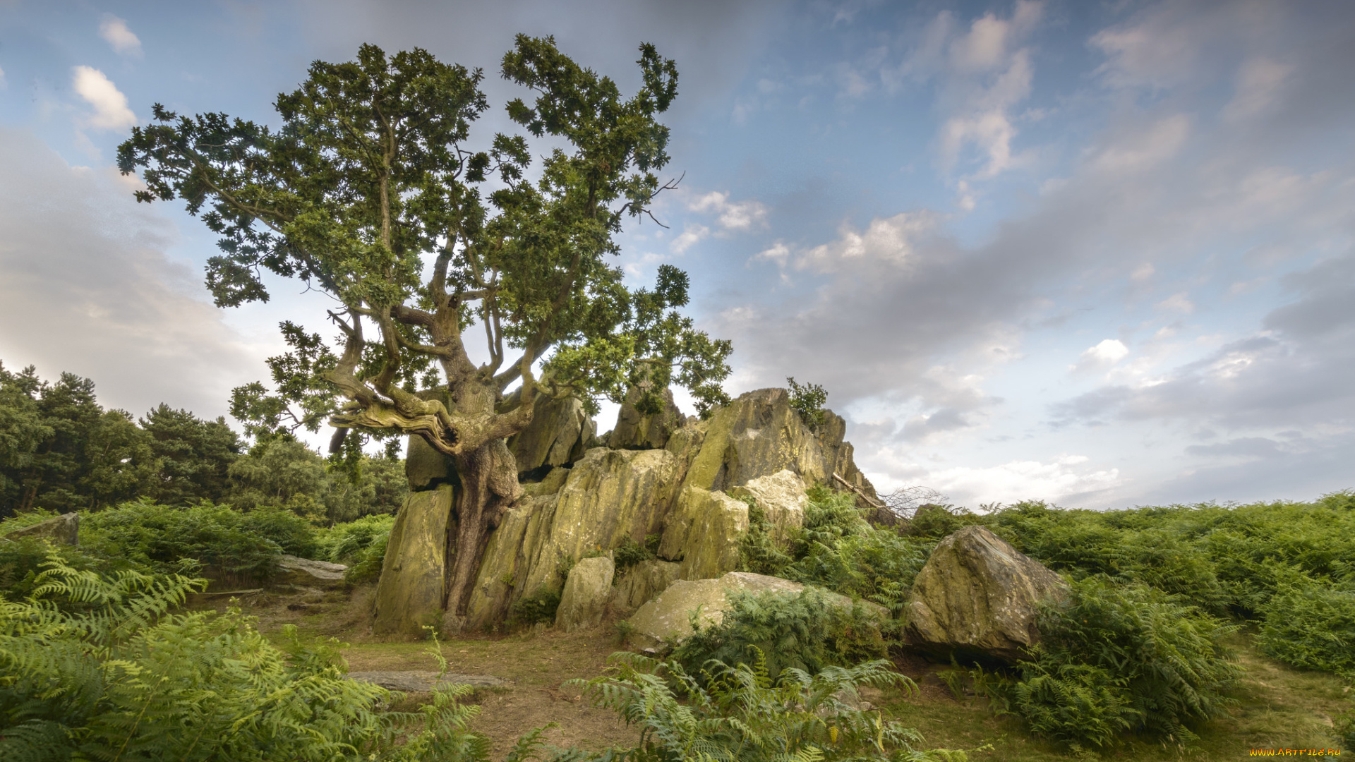 природа, деревья, простор