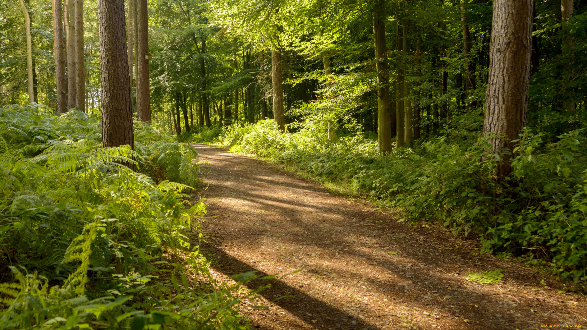 природа, дороги, простор