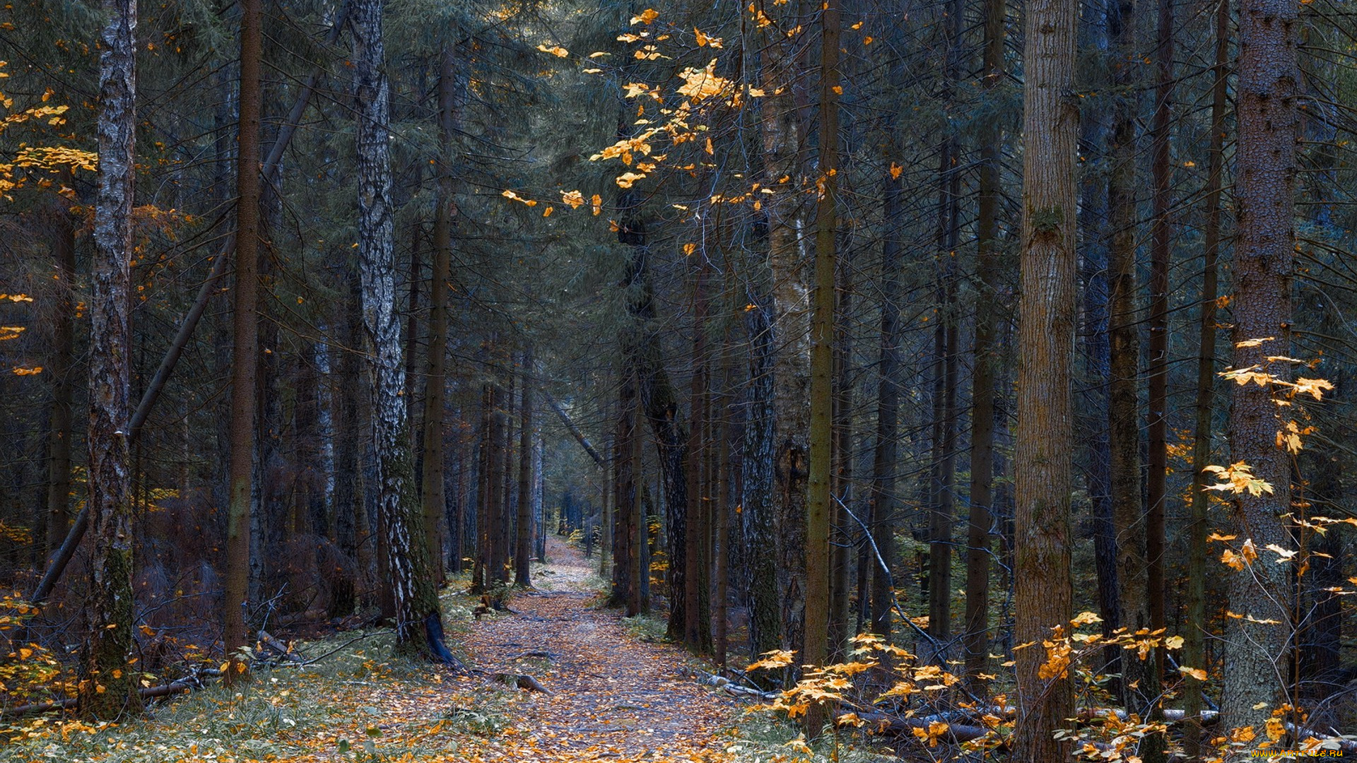 природа, дороги, простор