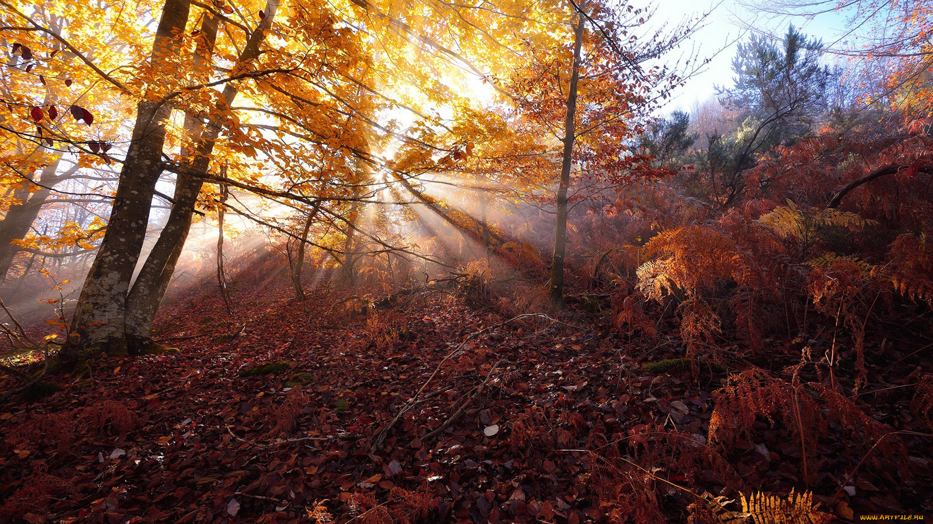 природа, лес, простор