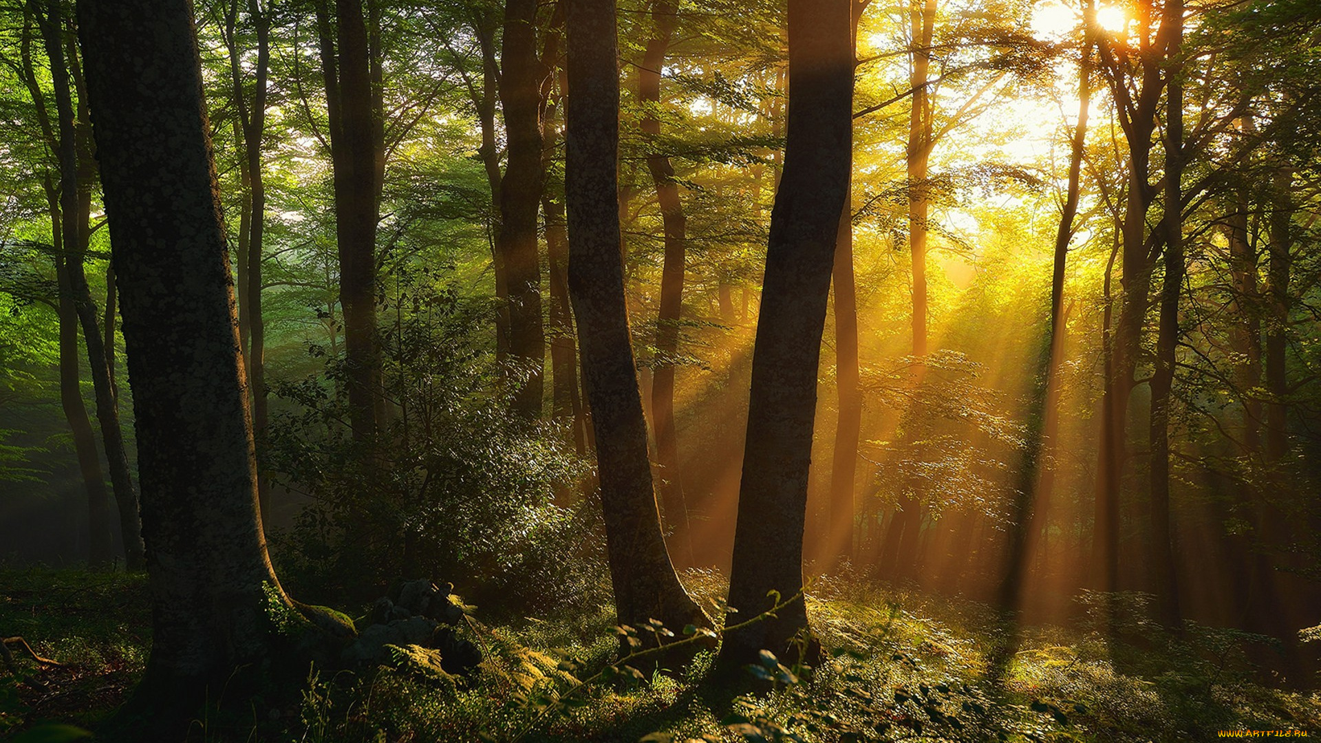 природа, лес, простор